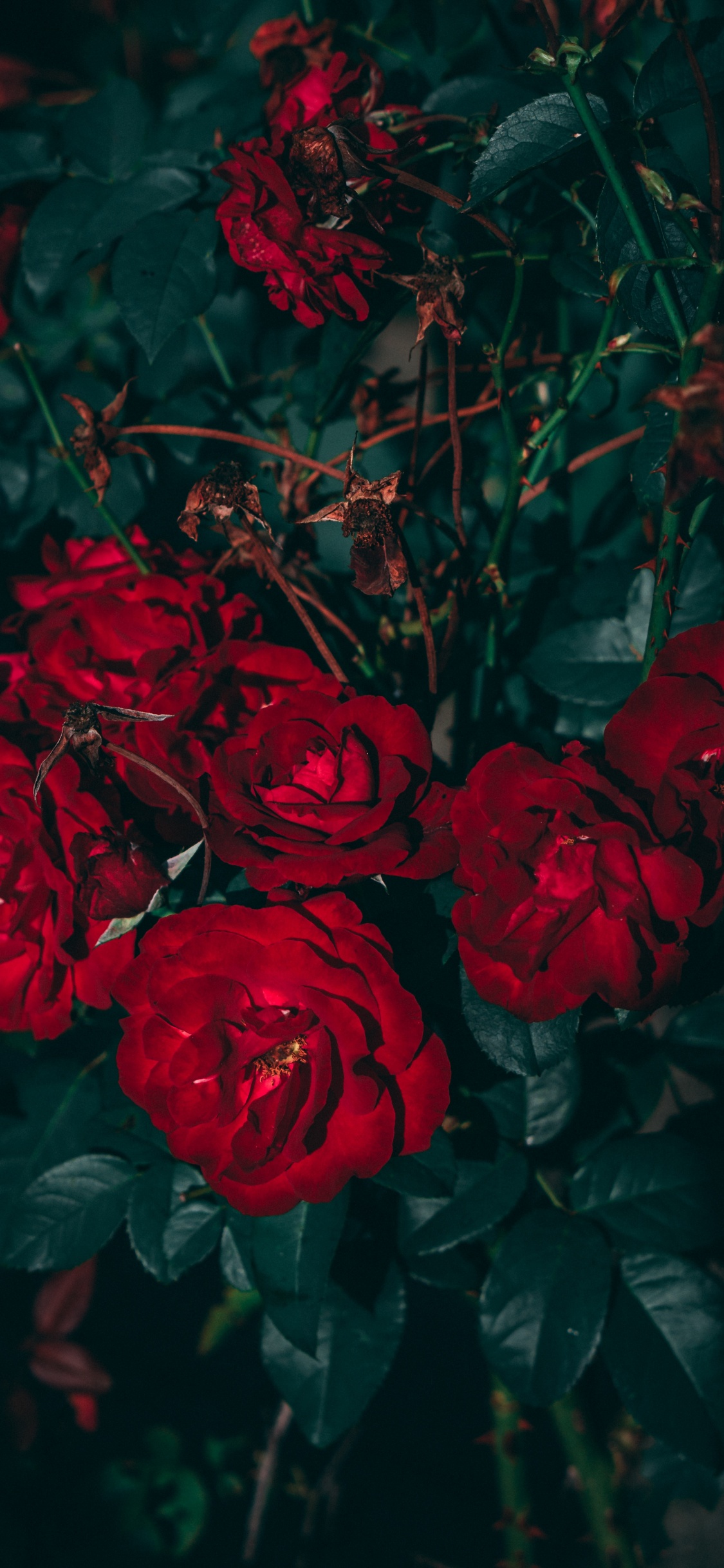 Roses Rouges en Photographie Rapprochée. Wallpaper in 1125x2436 Resolution