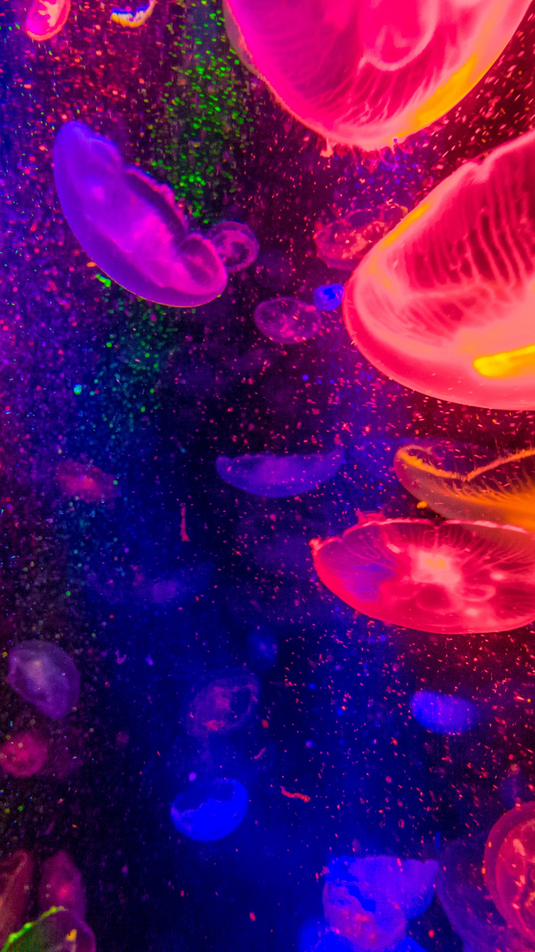 Medusas Moradas y Rosadas en el Agua. Wallpaper in 1080x1920 Resolution