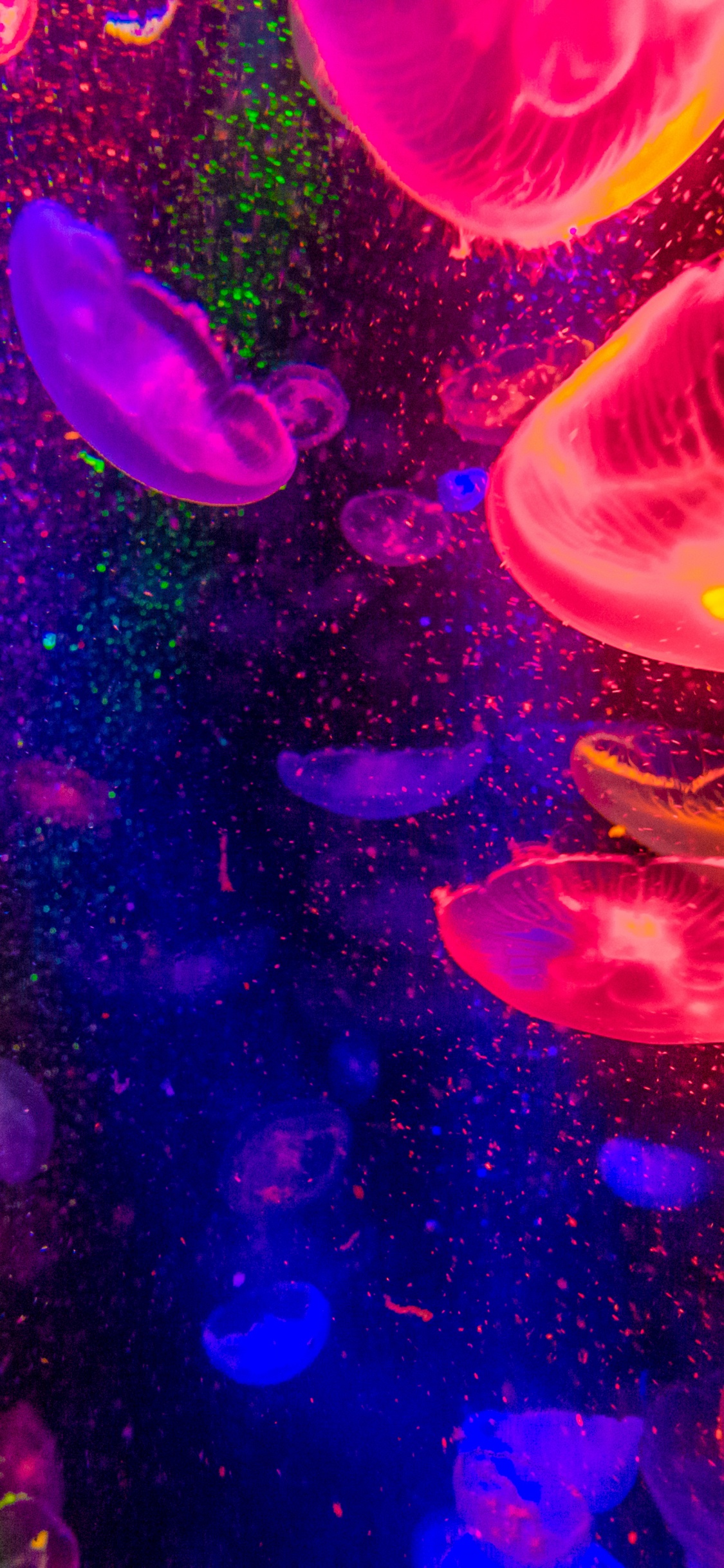 Medusas Moradas y Rosadas en el Agua. Wallpaper in 1125x2436 Resolution