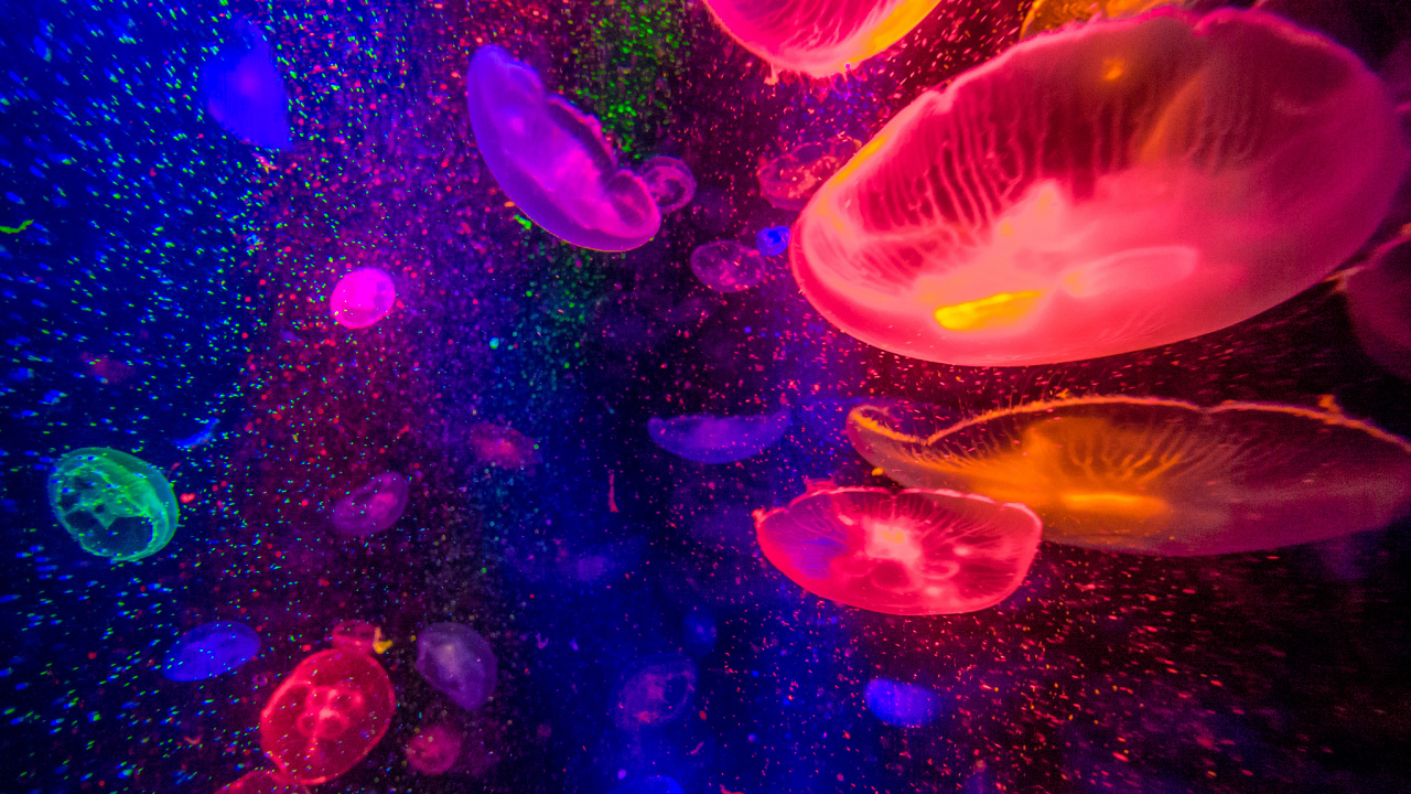 Medusas Moradas y Rosadas en el Agua. Wallpaper in 1280x720 Resolution