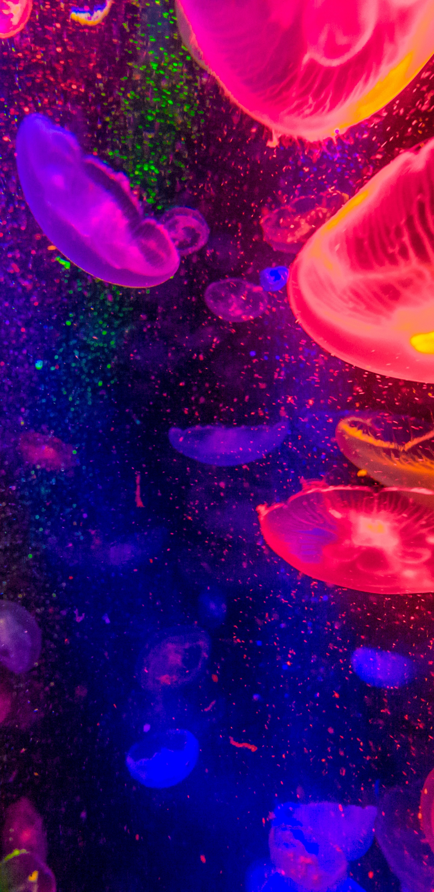 Medusas Moradas y Rosadas en el Agua. Wallpaper in 1440x2960 Resolution