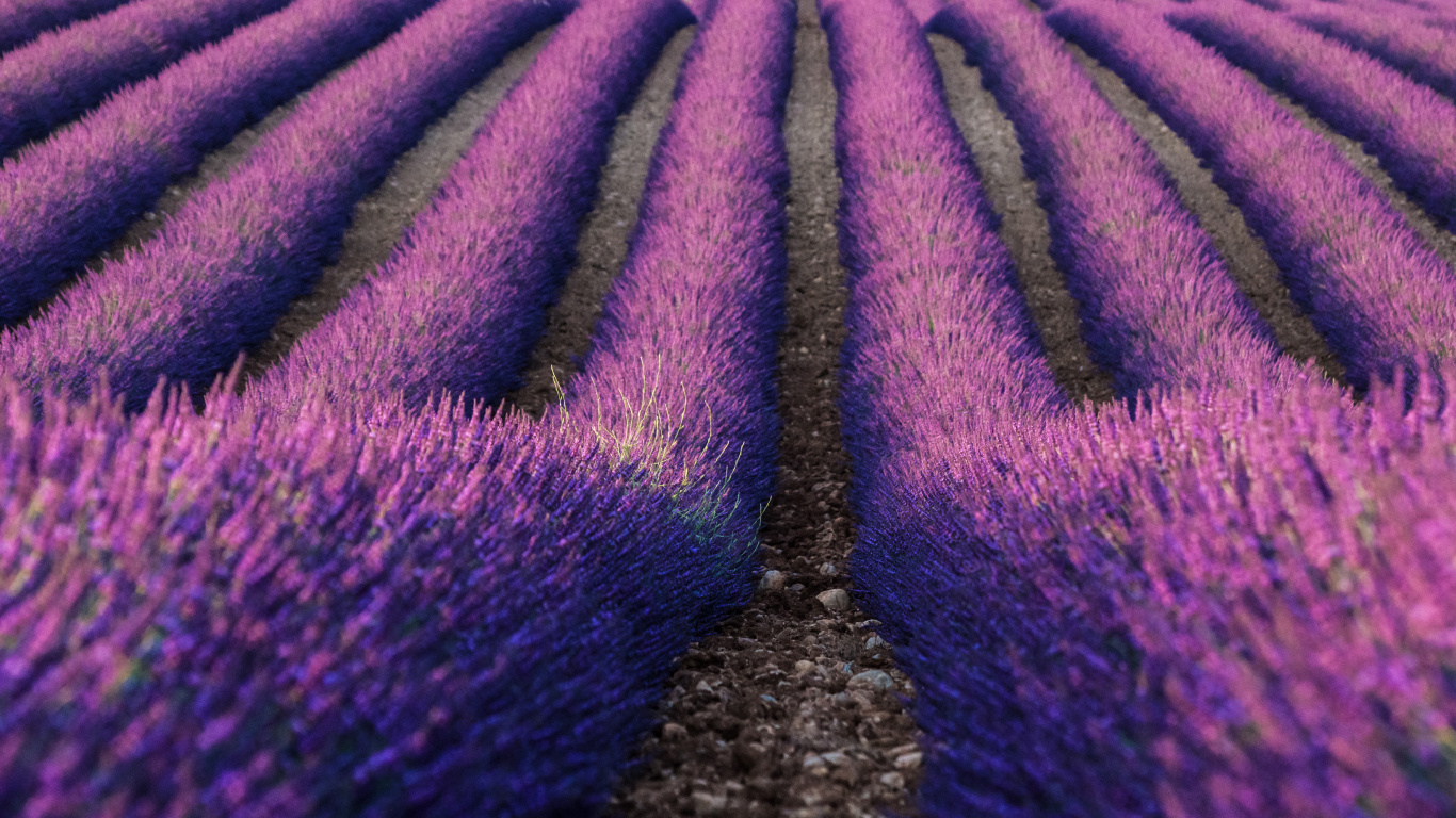 Textil Morado y Blanco Sobre Suelo Marrón. Wallpaper in 1366x768 Resolution