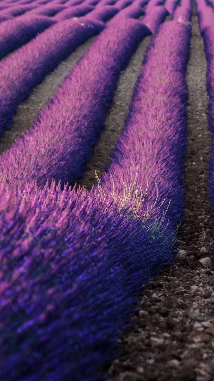 Textil Morado y Blanco Sobre Suelo Marrón. Wallpaper in 720x1280 Resolution