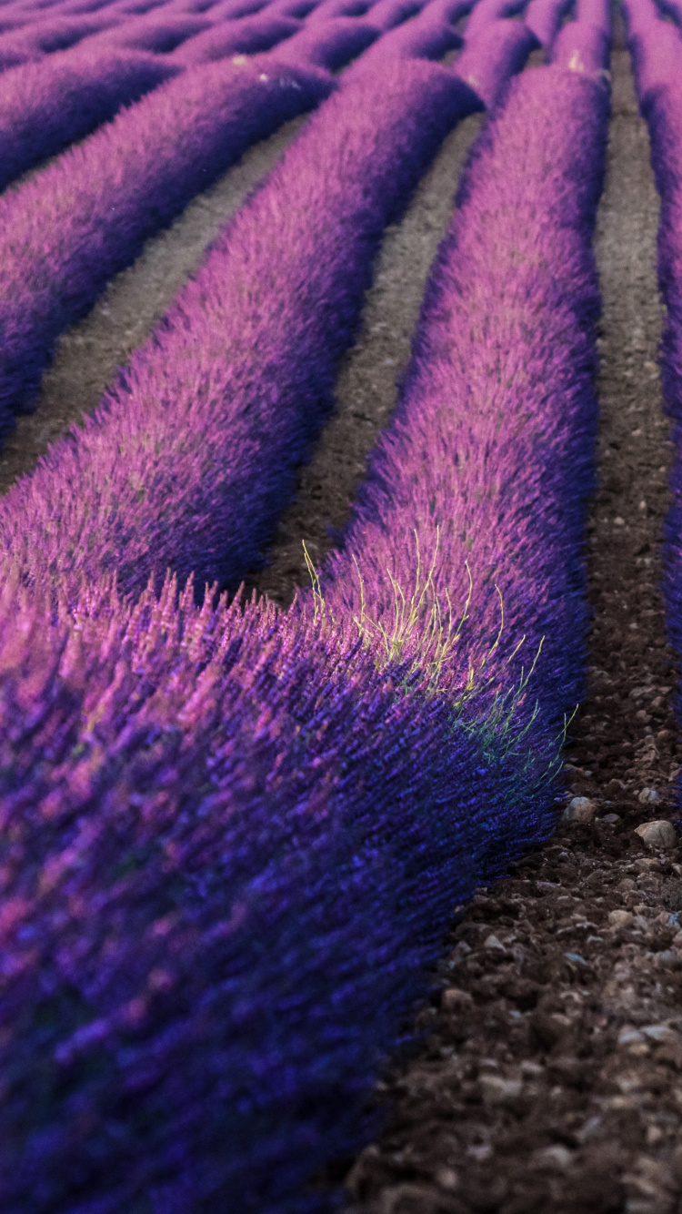 Textil Morado y Blanco Sobre Suelo Marrón. Wallpaper in 750x1334 Resolution