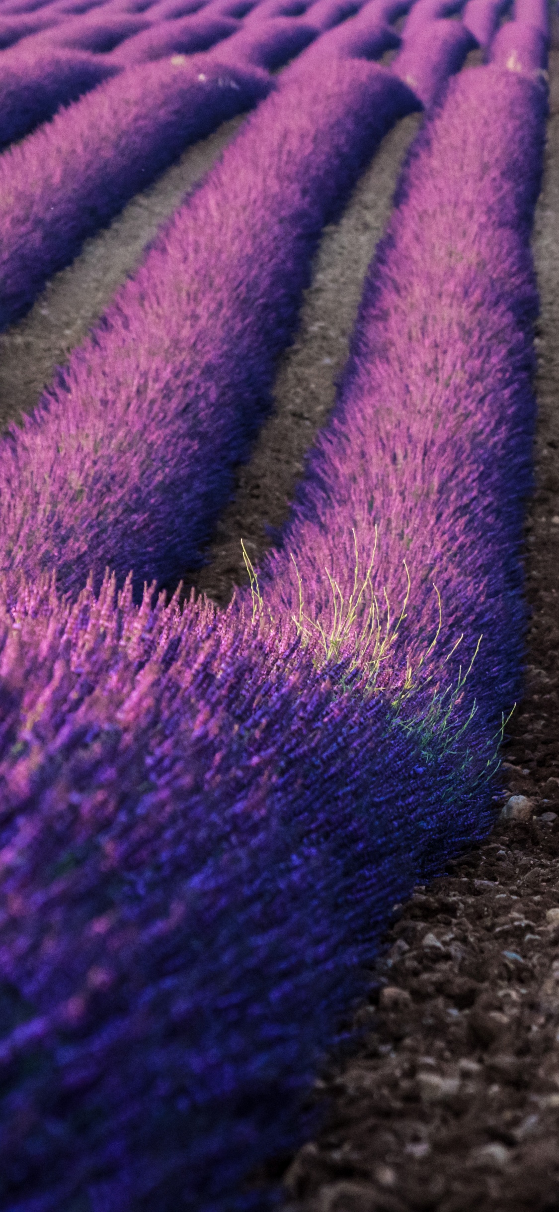 Textile Violet et Blanc Sur Sol Brun. Wallpaper in 1125x2436 Resolution