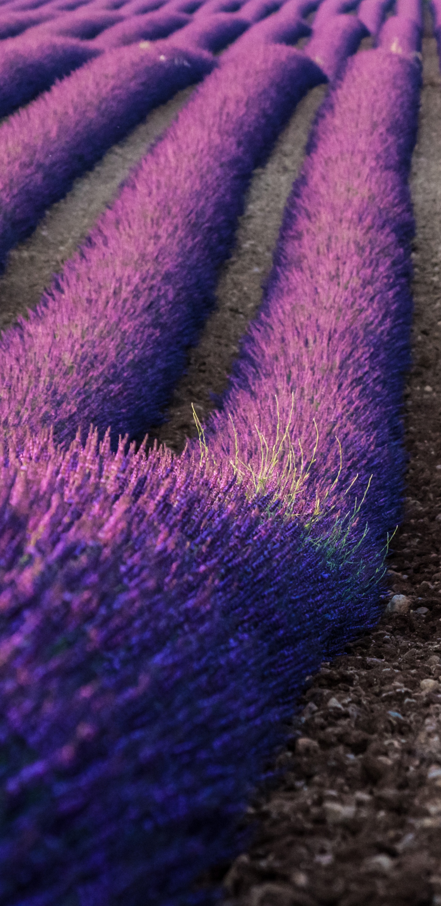 Textile Violet et Blanc Sur Sol Brun. Wallpaper in 1440x2960 Resolution