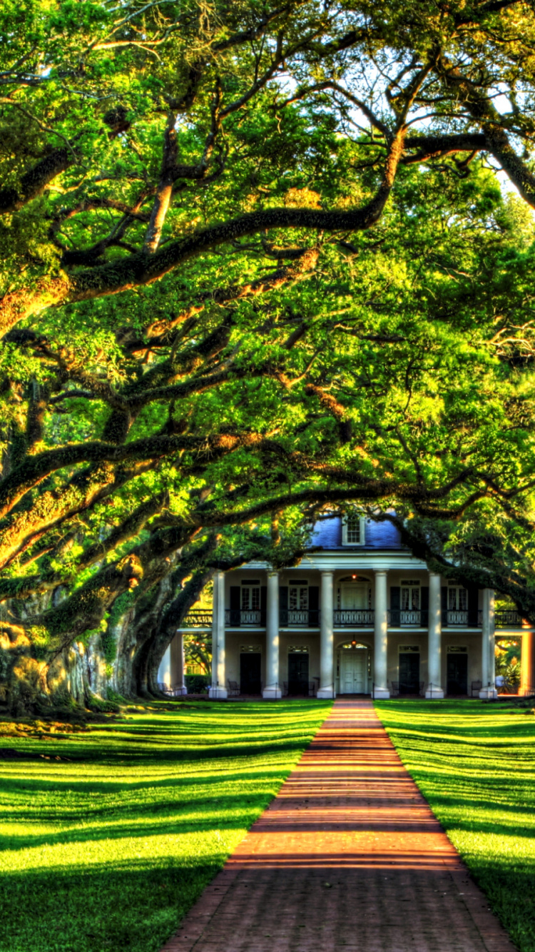 Grüne Und Braune Bäume Auf Grüner Wiese. Wallpaper in 750x1334 Resolution