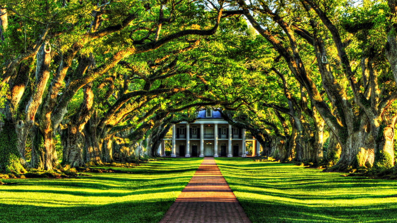 Green and Brown Trees on Green Grass Field. Wallpaper in 1366x768 Resolution