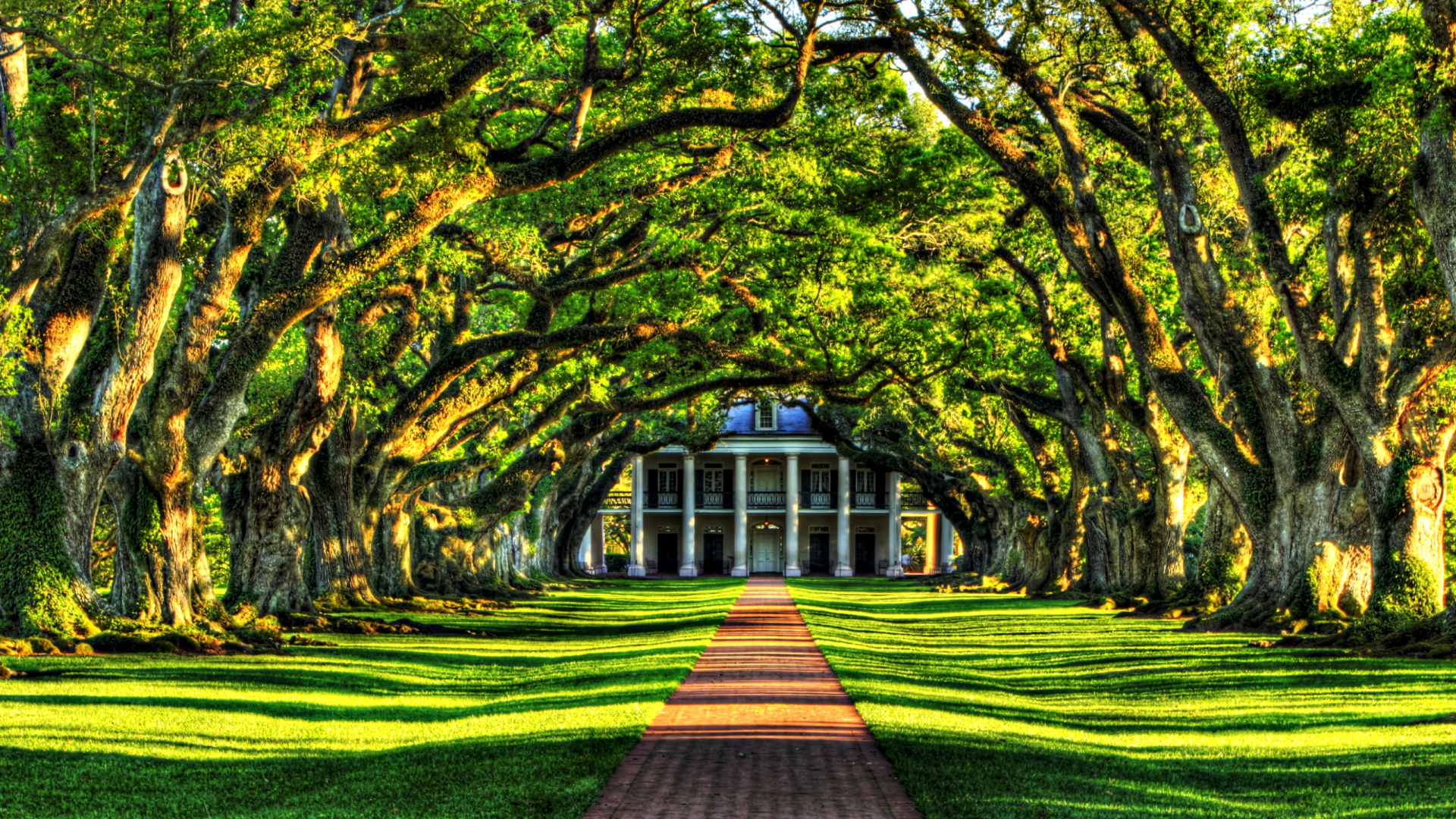 Green and Brown Trees on Green Grass Field. Wallpaper in 1920x1080 Resolution