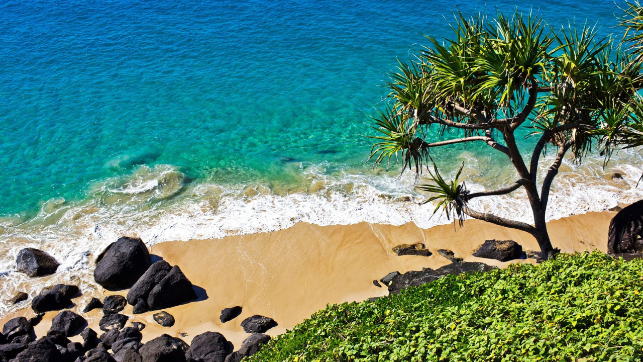 Arbres Verts Sur la Plage de Sable Brun. Wallpaper in 1280x720 Resolution