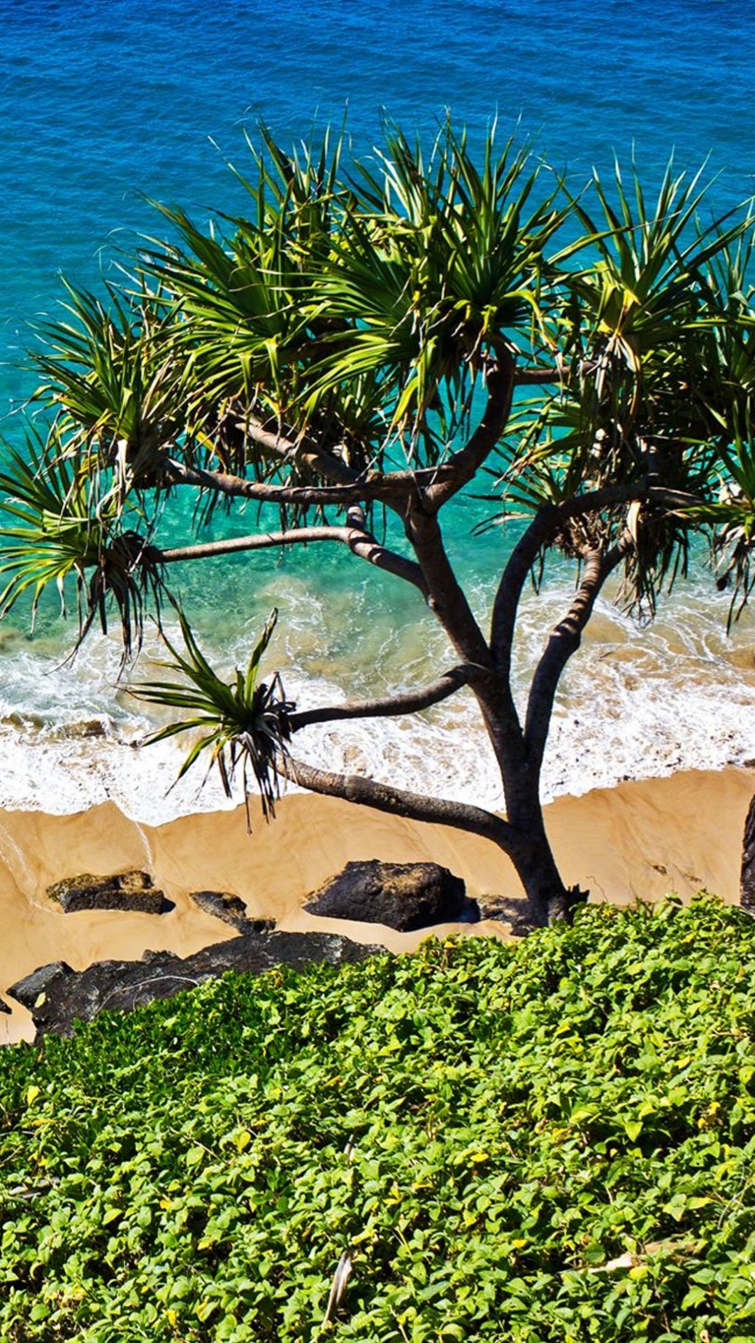 Green Trees on Brown Sand Beach. Wallpaper in 1080x1920 Resolution