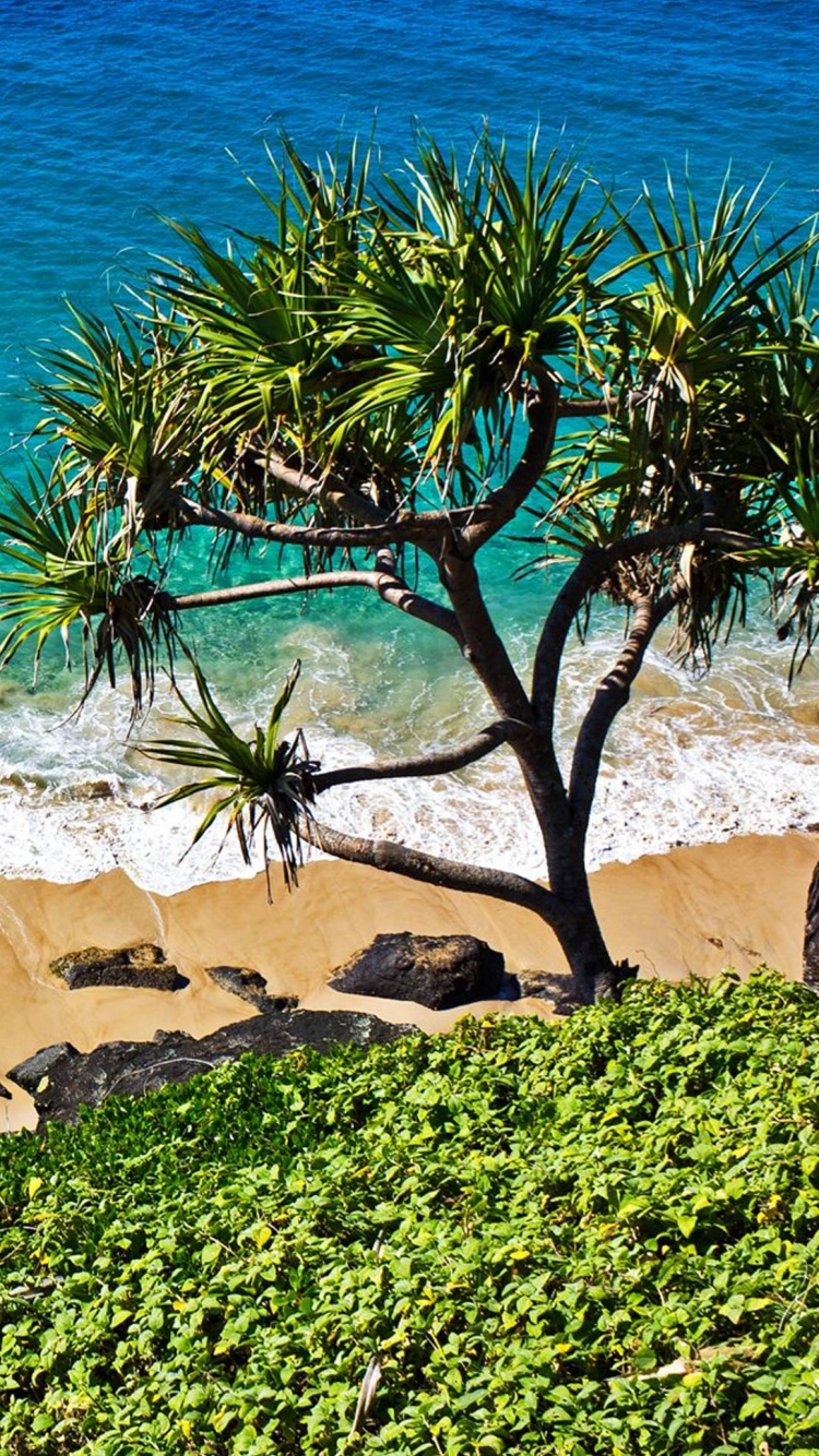 Green Trees on Brown Sand Beach. Wallpaper in 750x1334 Resolution