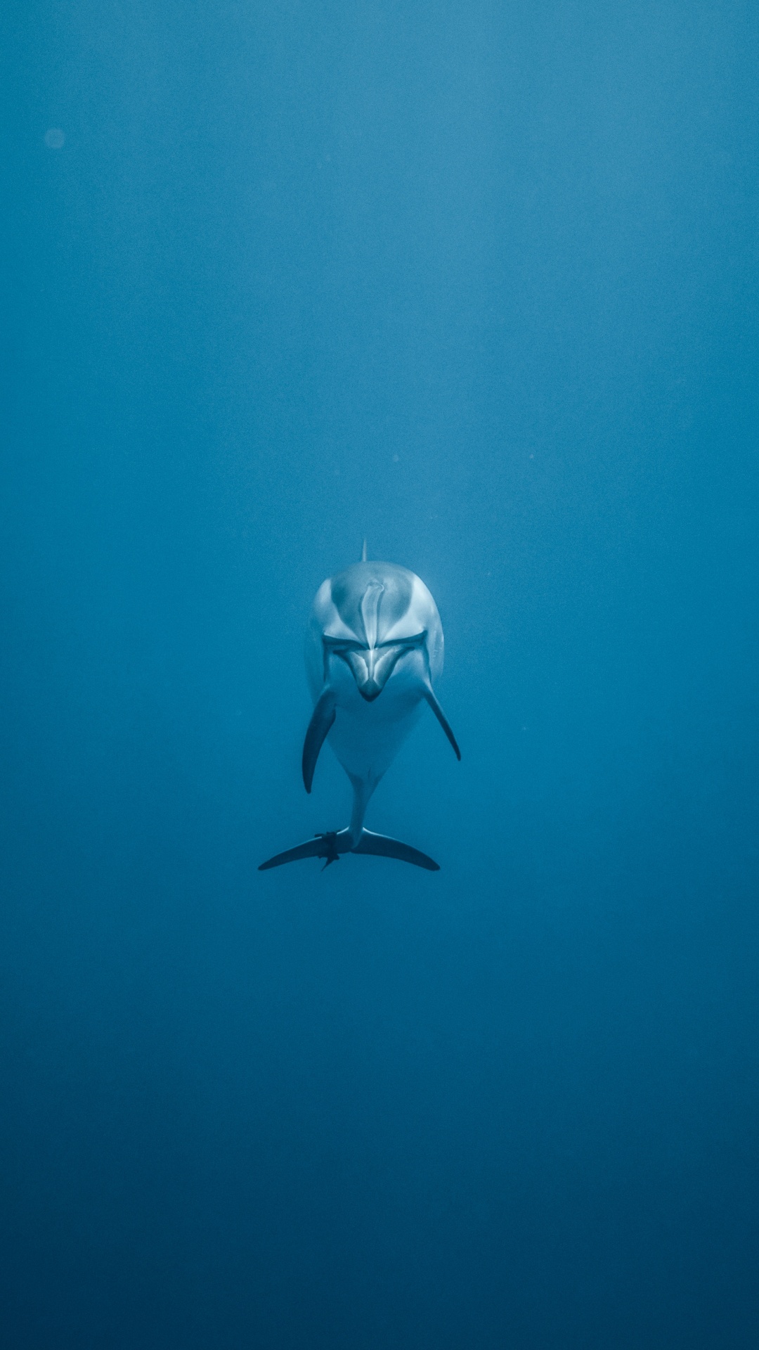 Frau im Schwarz-weißen Bikini Schwimmt im Meer. Wallpaper in 1080x1920 Resolution