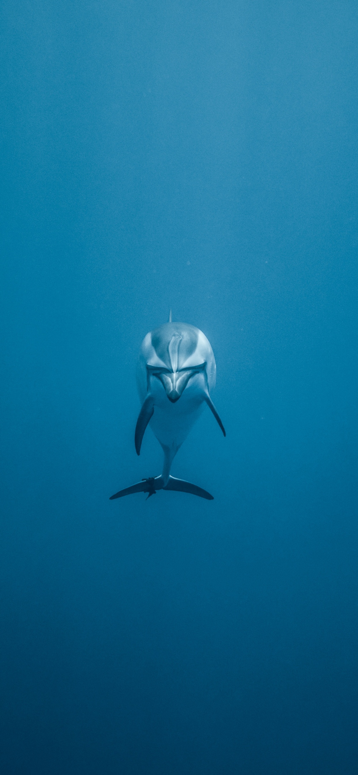 Frau im Schwarz-weißen Bikini Schwimmt im Meer. Wallpaper in 1242x2688 Resolution