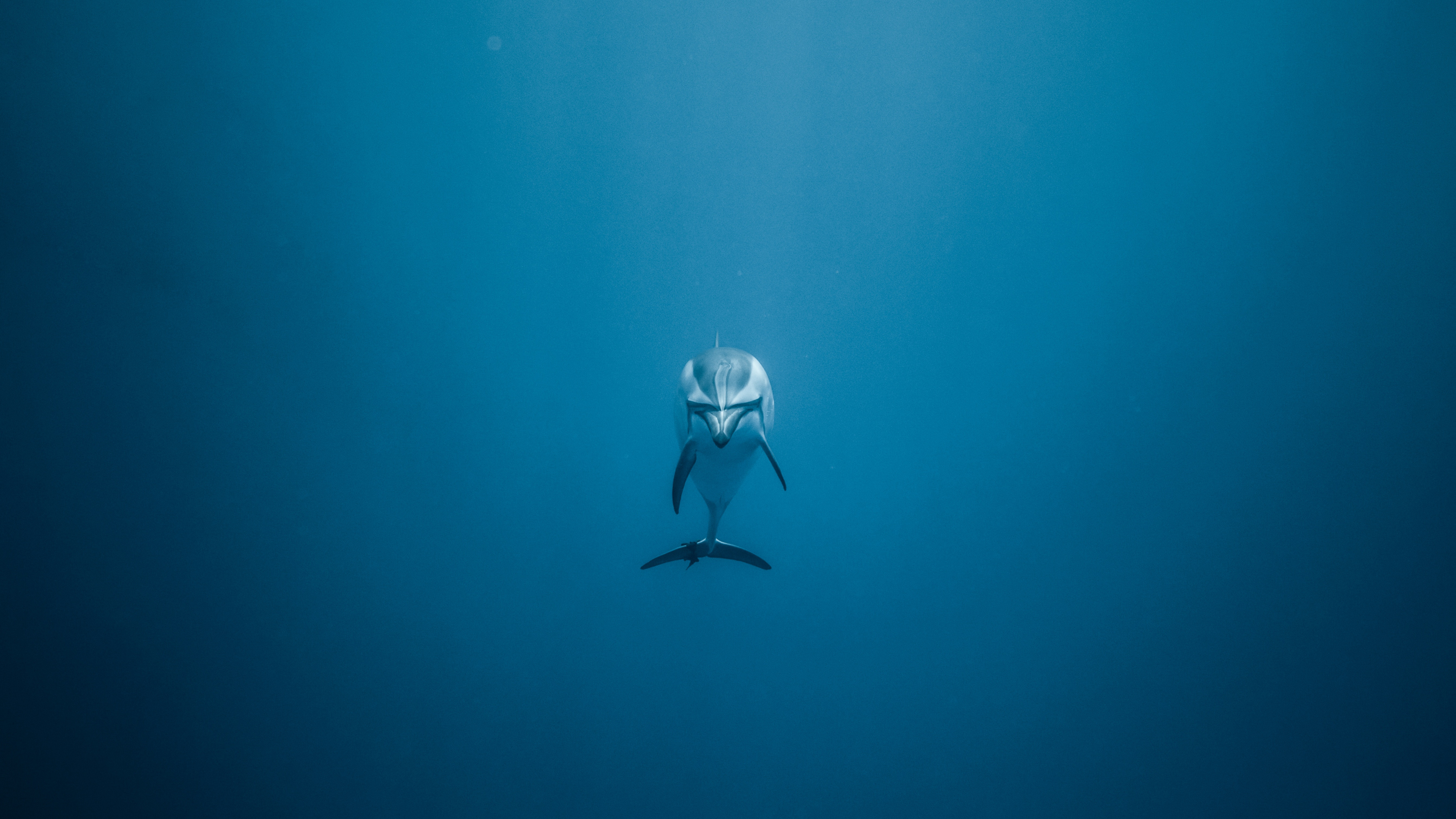 Frau im Schwarz-weißen Bikini Schwimmt im Meer. Wallpaper in 3840x2160 Resolution