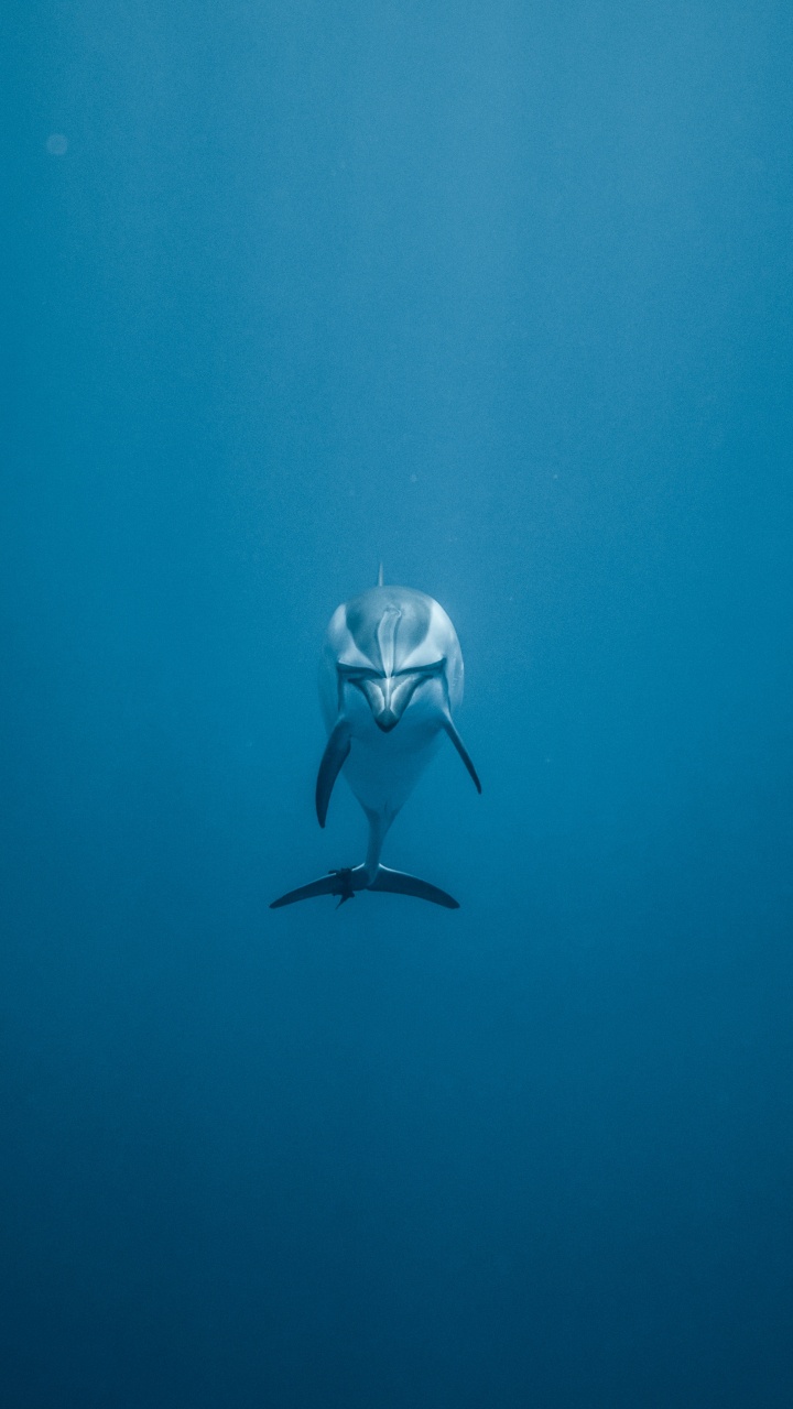 Frau im Schwarz-weißen Bikini Schwimmt im Meer. Wallpaper in 720x1280 Resolution