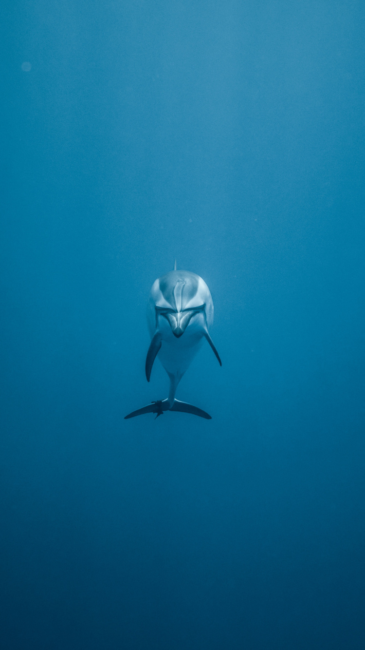 Frau im Schwarz-weißen Bikini Schwimmt im Meer. Wallpaper in 750x1334 Resolution