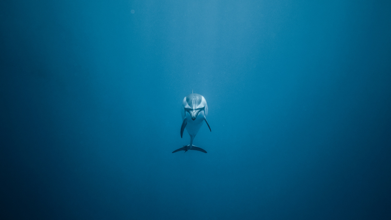 Woman in Black and White Bikini Swimming in The Sea. Wallpaper in 1280x720 Resolution