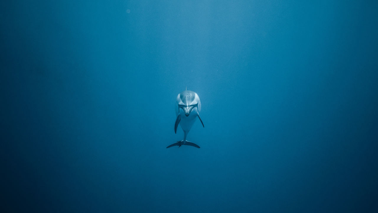 海豚, 水下, Azure, 大海, 海洋 壁纸 1280x720 允许