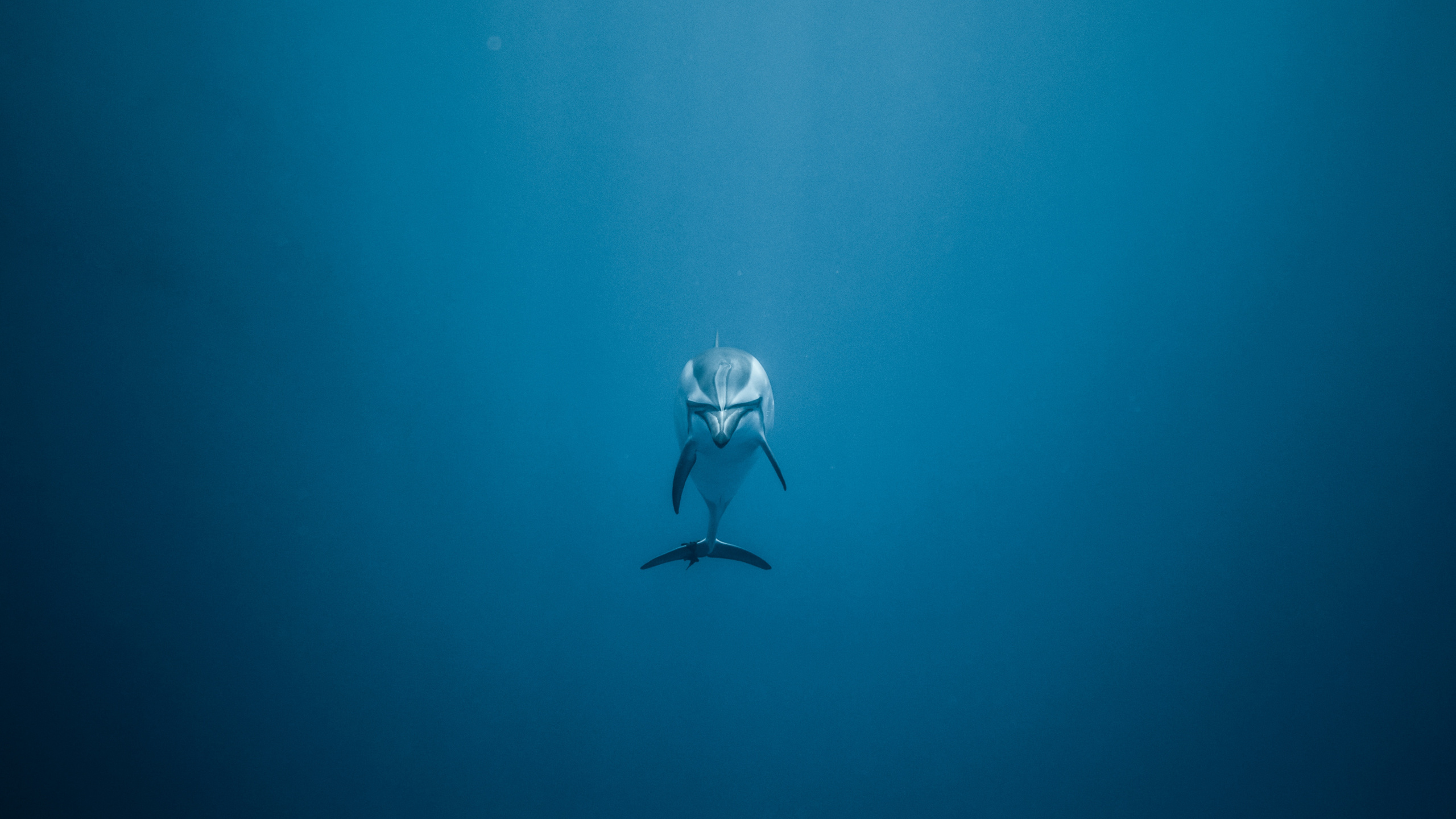 海豚, 水下, Azure, 大海, 海洋 壁纸 2560x1440 允许