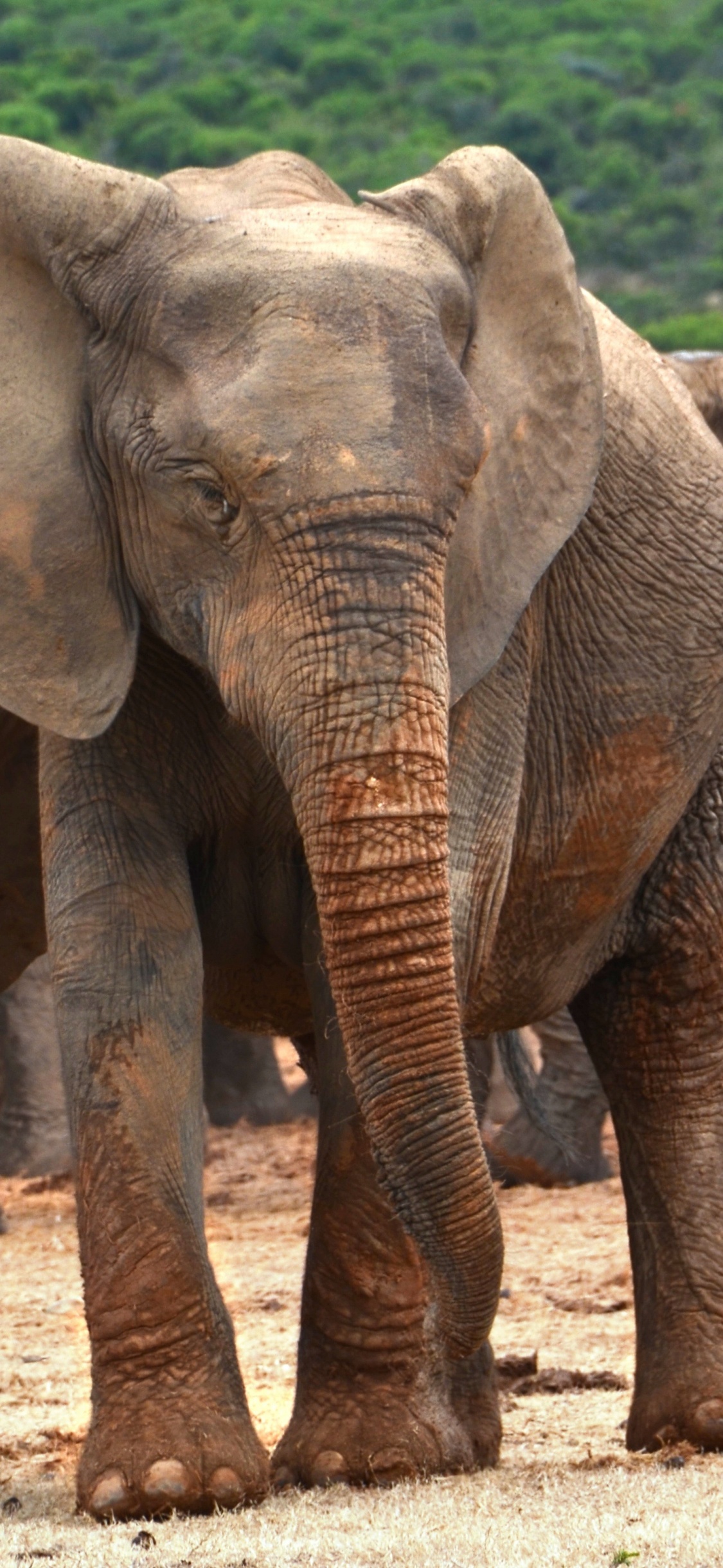 非洲丛林中的大象, 大象和猛犸象, 陆地动物, 野生动物, 印度大象 壁纸 1125x2436 允许
