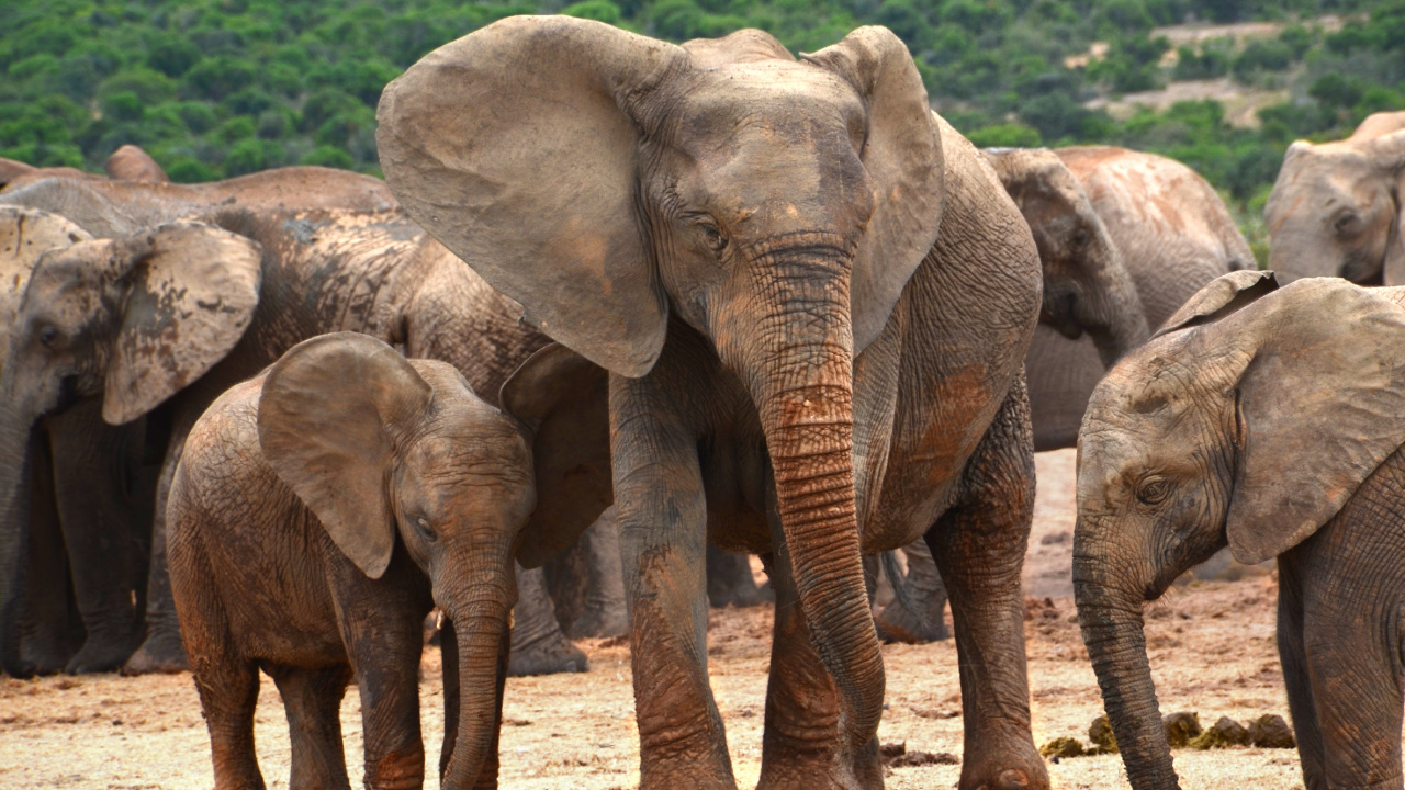 非洲丛林中的大象, 大象和猛犸象, 陆地动物, 野生动物, 印度大象 壁纸 1280x720 允许