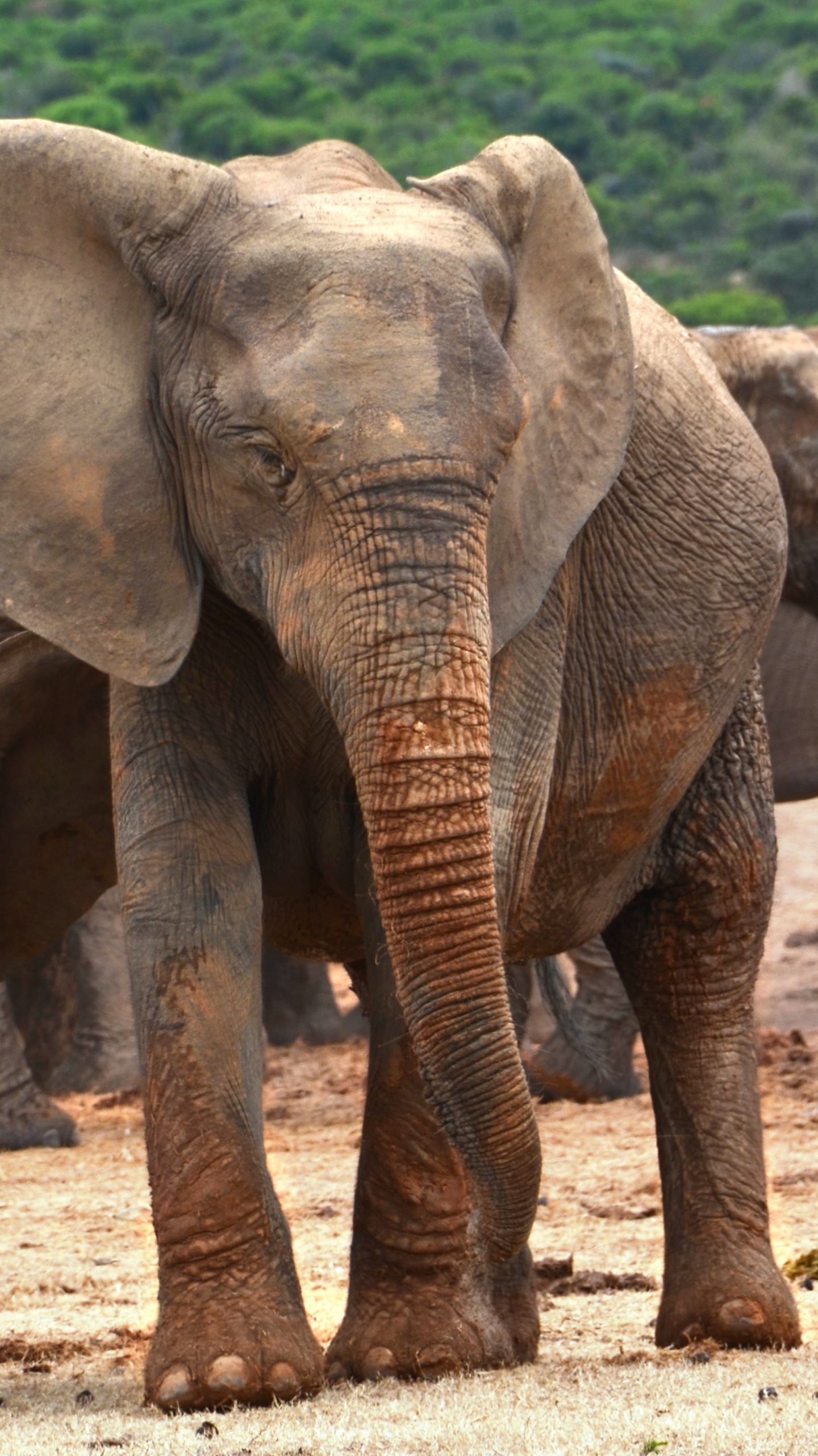 非洲丛林中的大象, 大象和猛犸象, 陆地动物, 野生动物, 印度大象 壁纸 1440x2560 允许