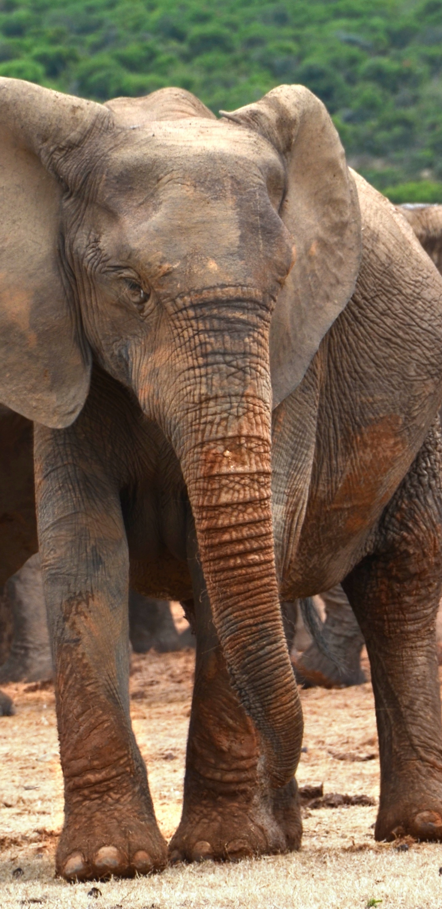 非洲丛林中的大象, 大象和猛犸象, 陆地动物, 野生动物, 印度大象 壁纸 1440x2960 允许