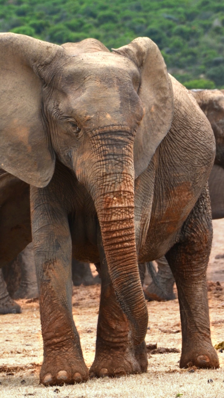 非洲丛林中的大象, 大象和猛犸象, 陆地动物, 野生动物, 印度大象 壁纸 720x1280 允许