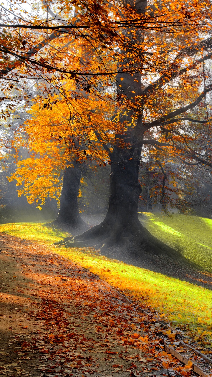 Arbres Bruns Sur Terrain D'herbe Verte Pendant la Journée. Wallpaper in 720x1280 Resolution