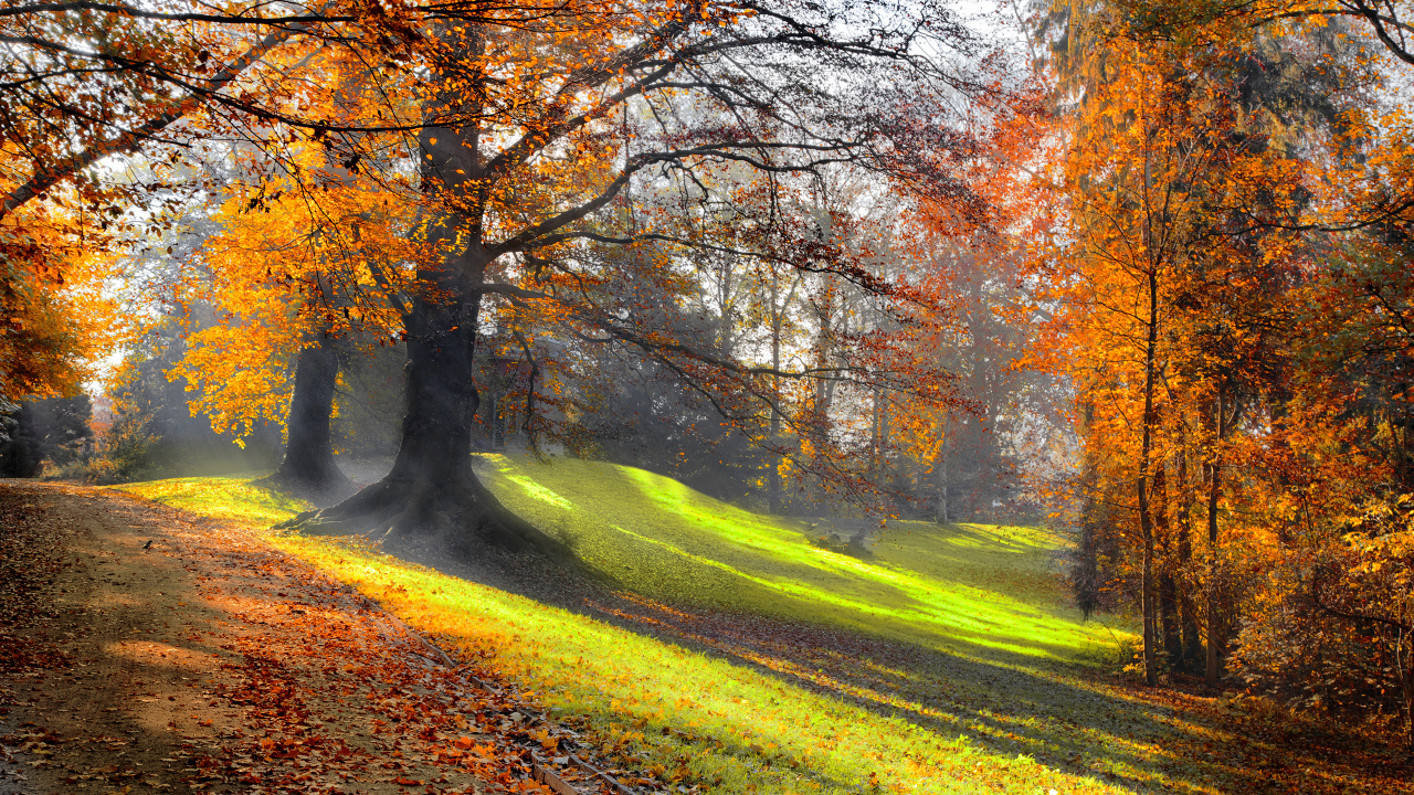 Brown Trees on Green Grass Field During Daytime. Wallpaper in 1280x720 Resolution