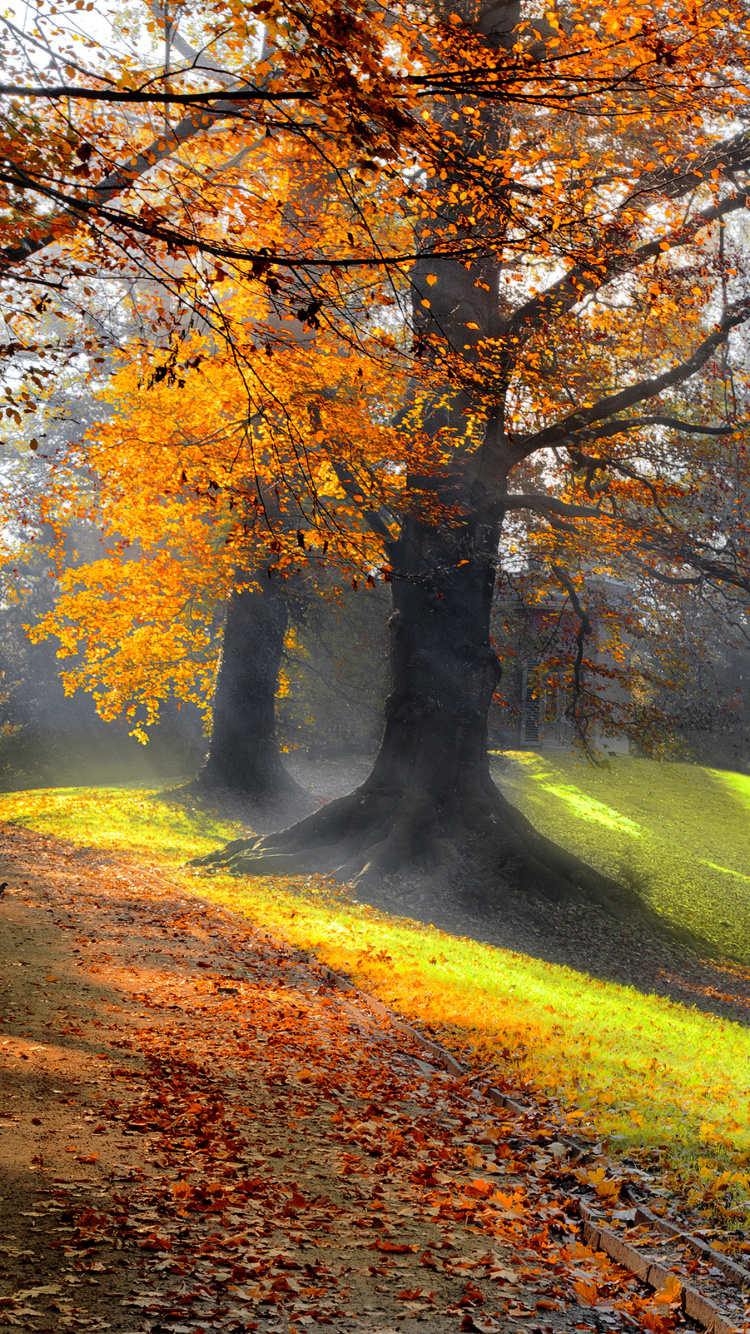 Brown Trees on Green Grass Field During Daytime. Wallpaper in 750x1334 Resolution