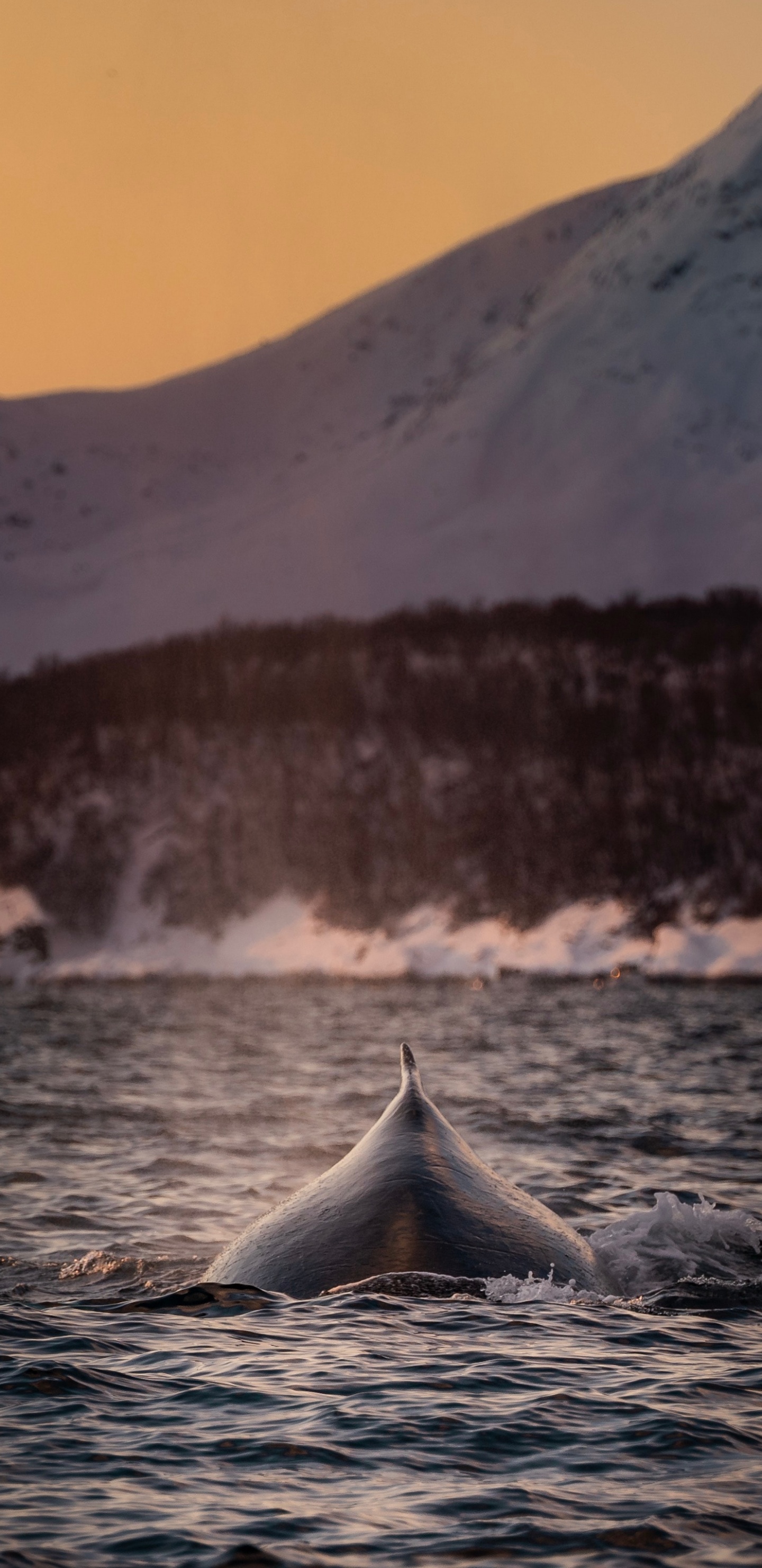 Body of Water Near Snow Covered Mountain During Daytime. Wallpaper in 1440x2960 Resolution