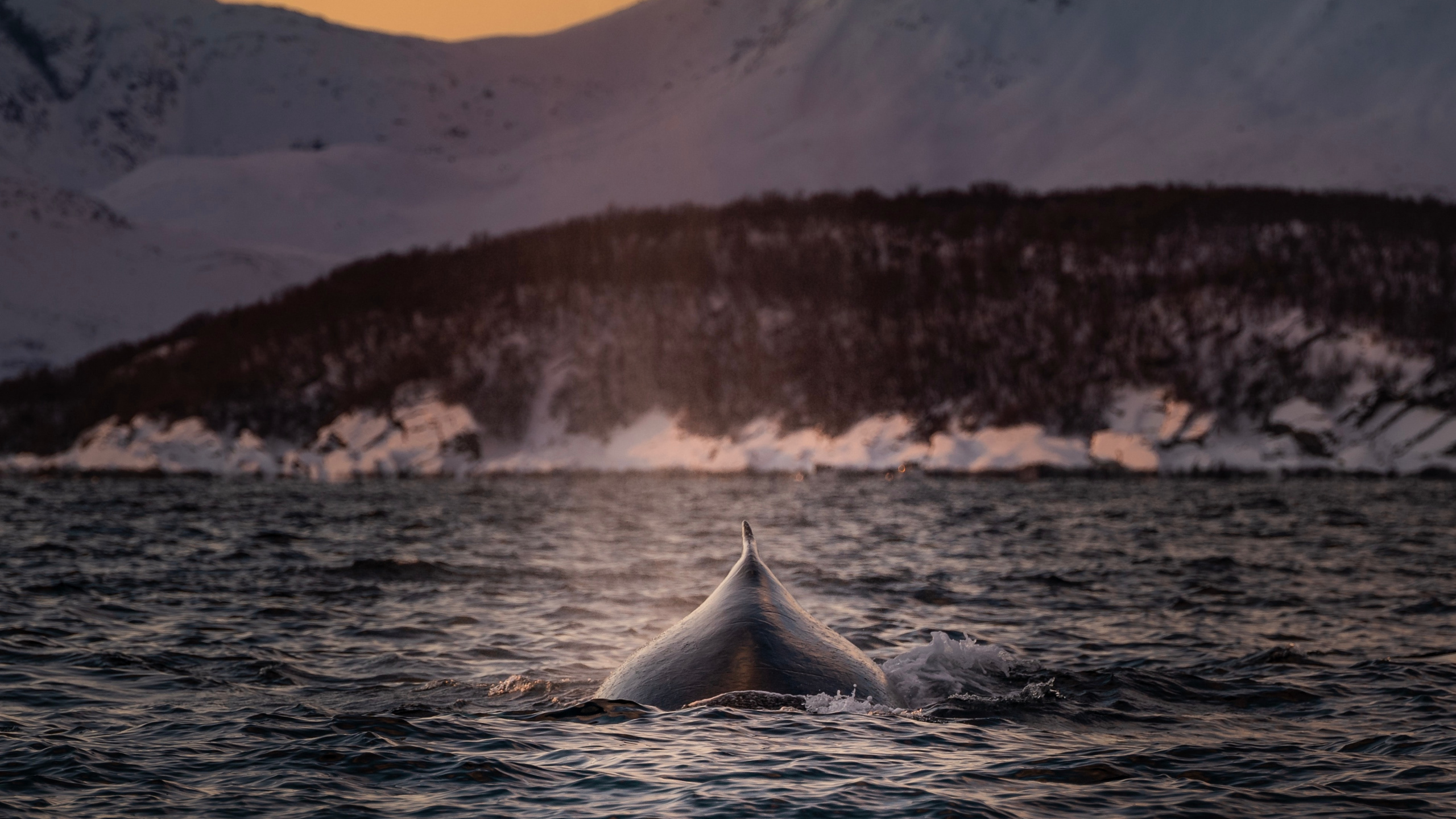 Body of Water Near Snow Covered Mountain During Daytime. Wallpaper in 2560x1440 Resolution