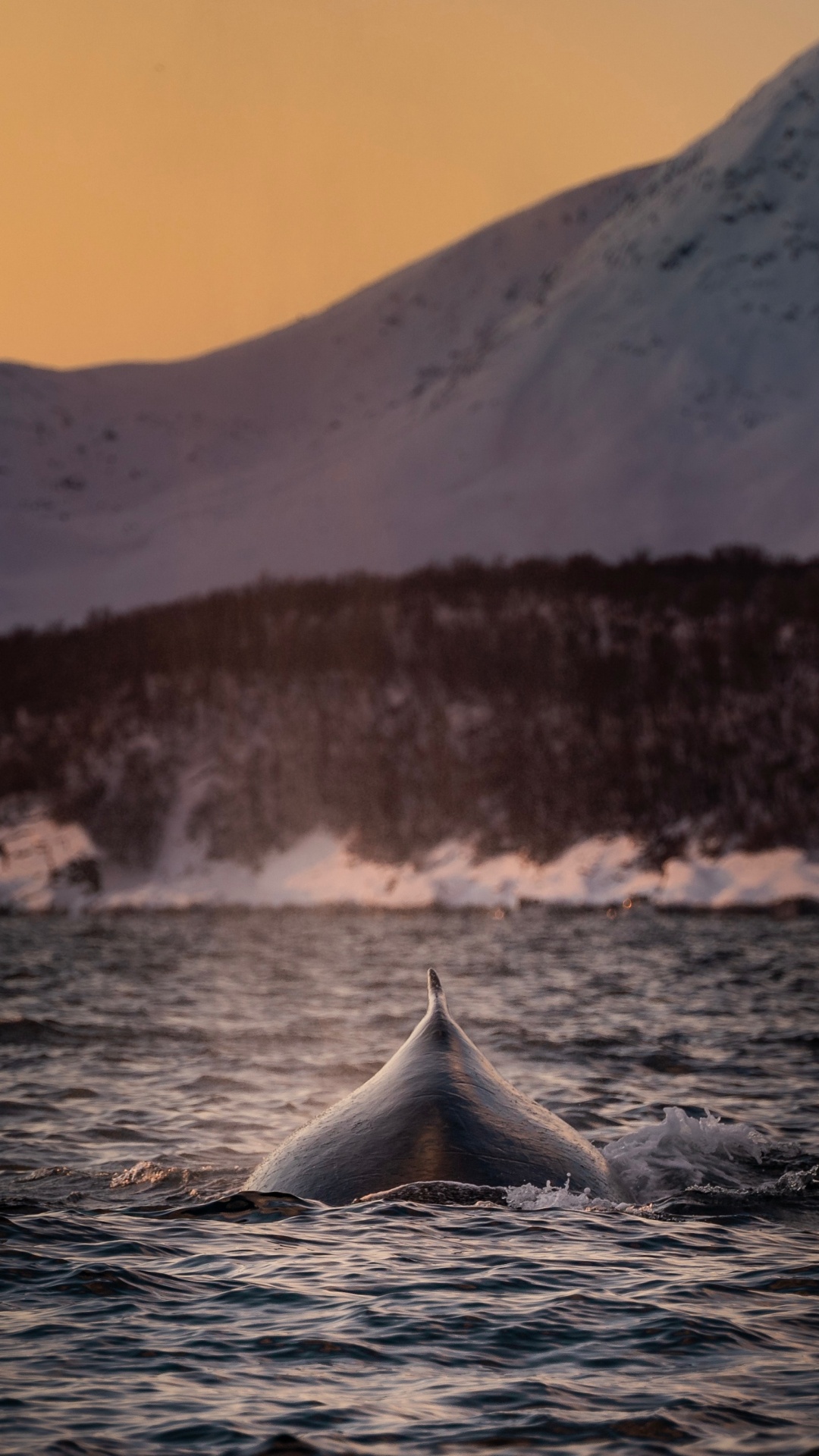 Gewässer in Der Nähe Des Schneebedeckten Berges Tagsüber. Wallpaper in 1080x1920 Resolution