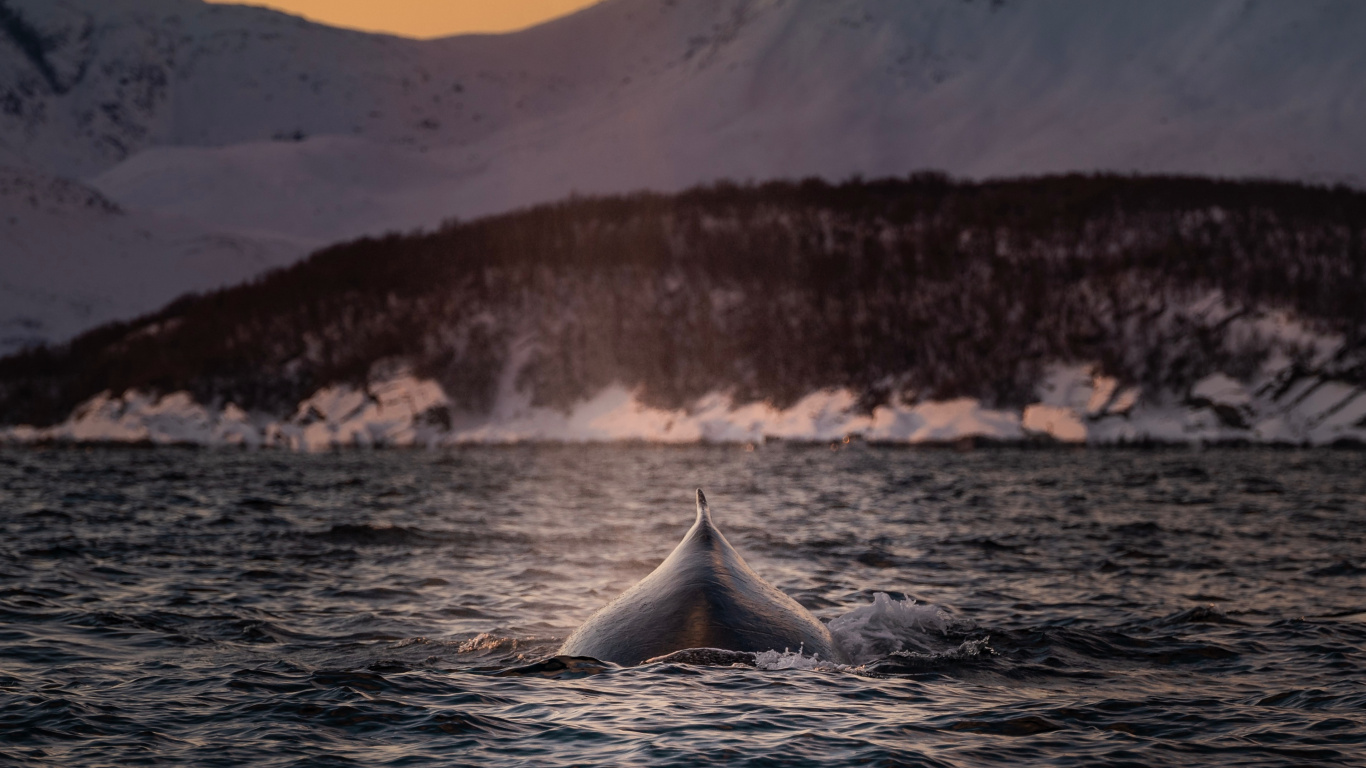 Gewässer in Der Nähe Des Schneebedeckten Berges Tagsüber. Wallpaper in 1366x768 Resolution