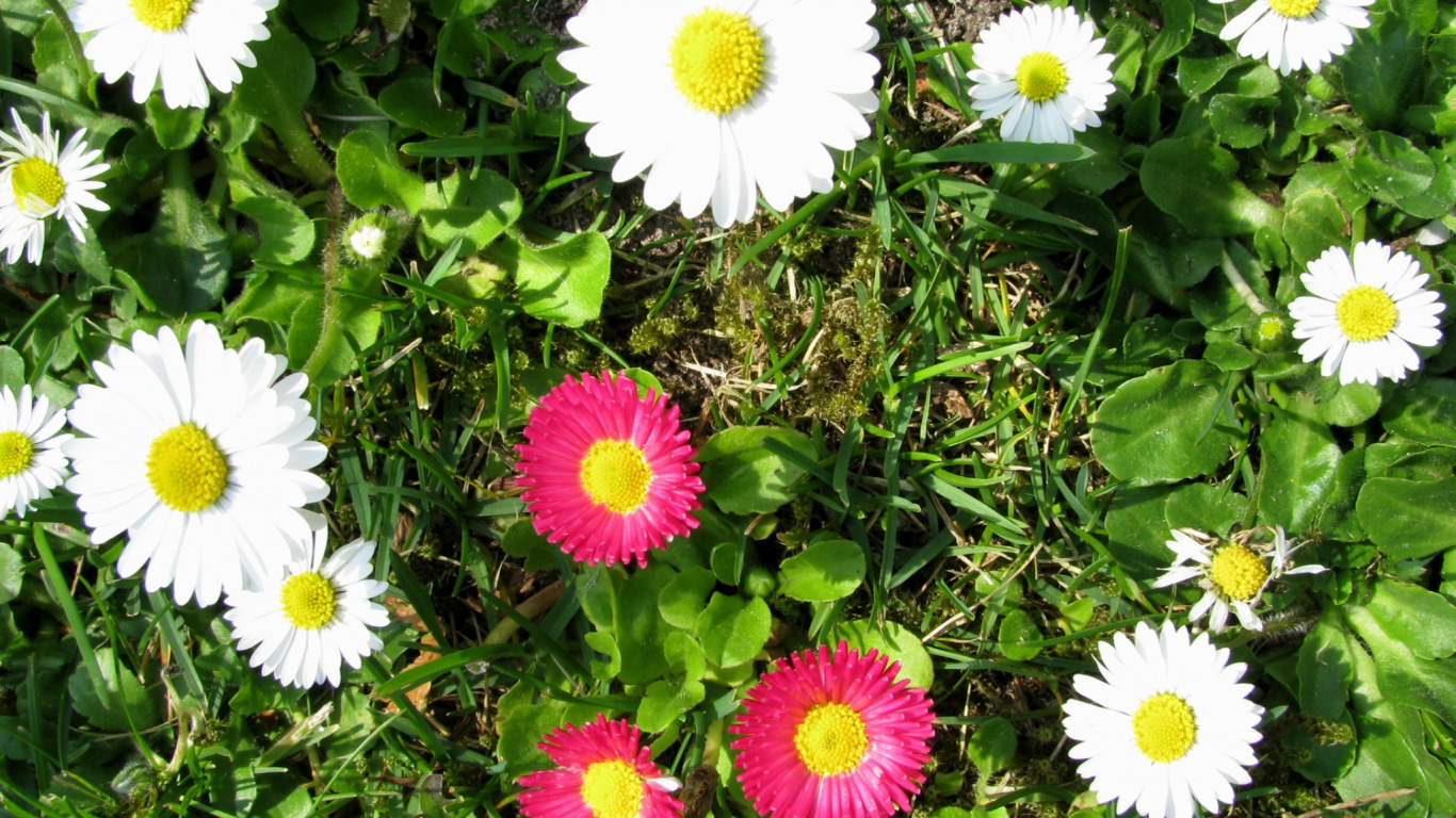 White and Pink Flowers With Green Leaves. Wallpaper in 1366x768 Resolution