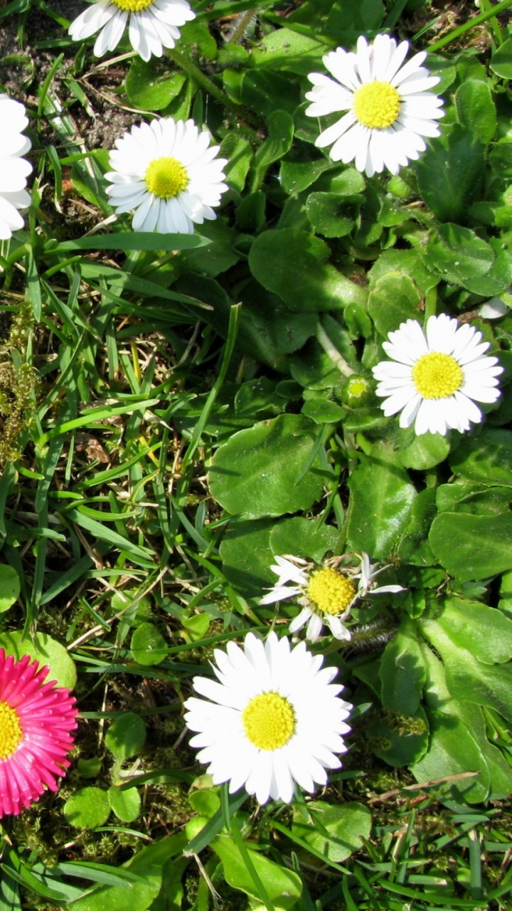 White and Pink Flowers With Green Leaves. Wallpaper in 720x1280 Resolution
