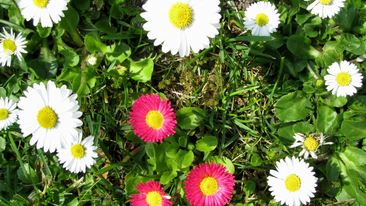 Weiße Und Rosa Blüten Mit Grünen Blättern. Wallpaper in 1280x720 Resolution