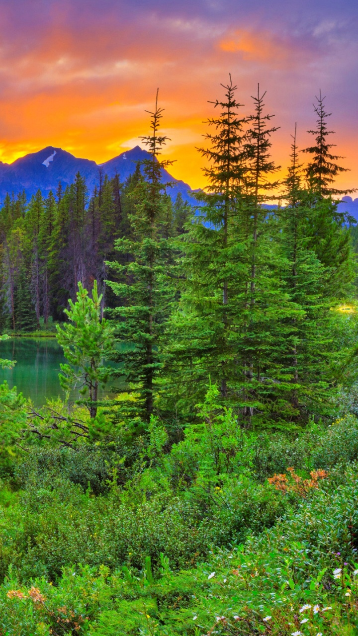 Green Pine Trees Near Lake Under Cloudy Sky During Daytime. Wallpaper in 720x1280 Resolution