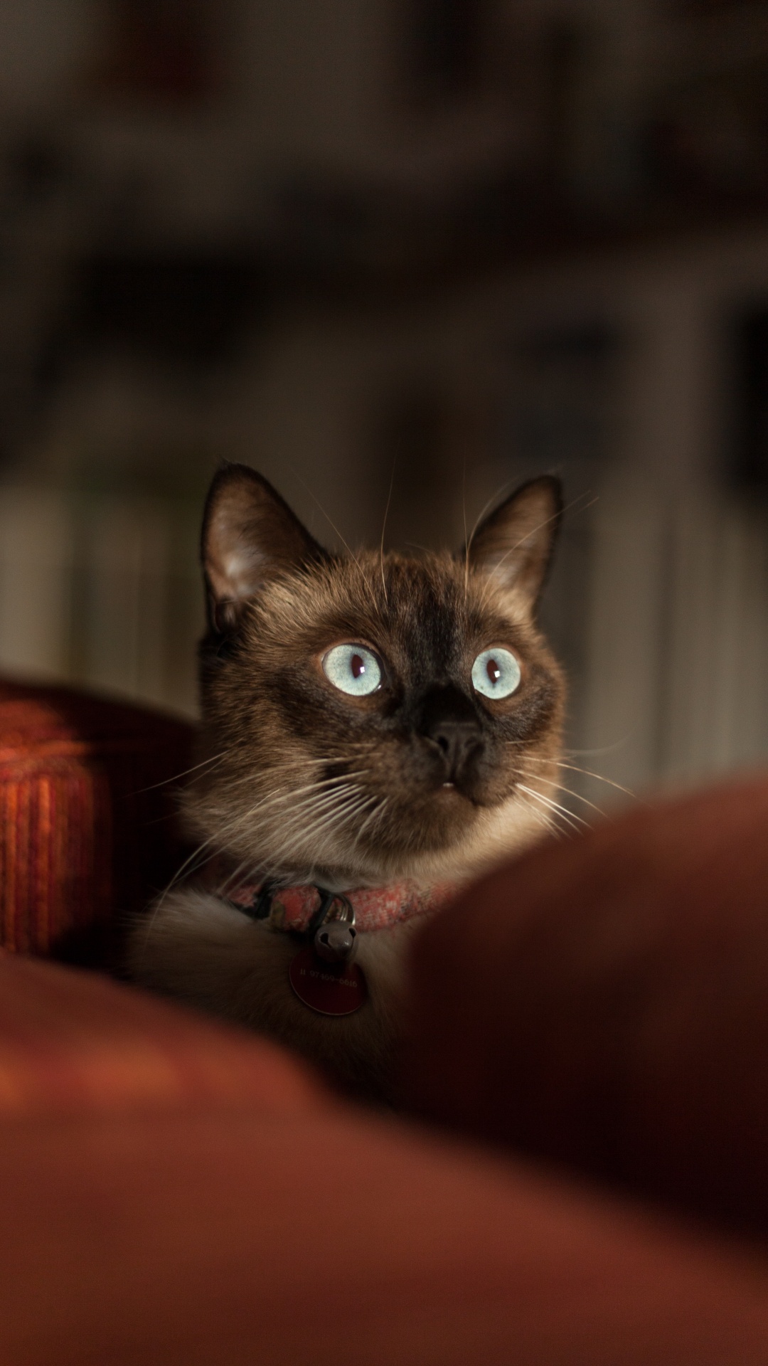 Brown and White Cat on Red Textile. Wallpaper in 1080x1920 Resolution