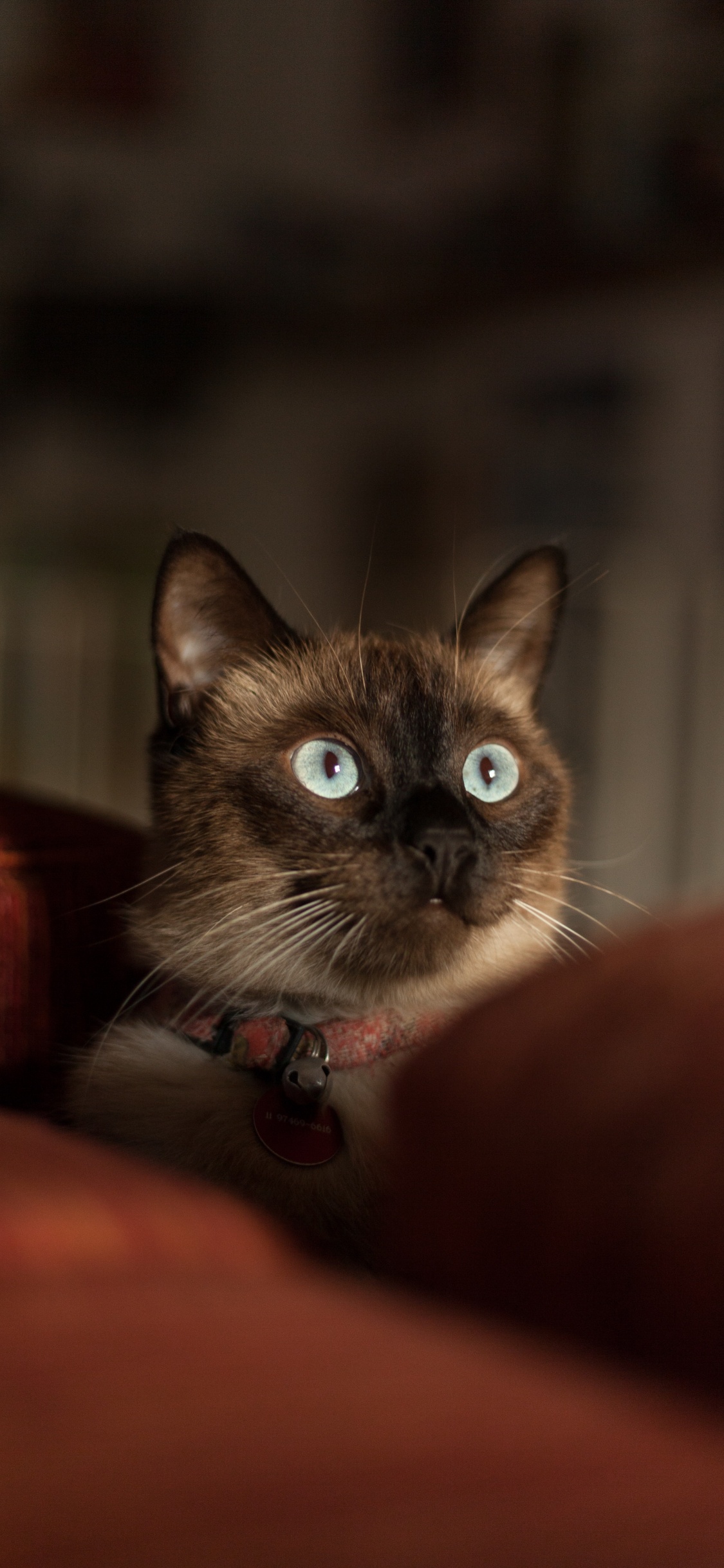 Brown and White Cat on Red Textile. Wallpaper in 1125x2436 Resolution