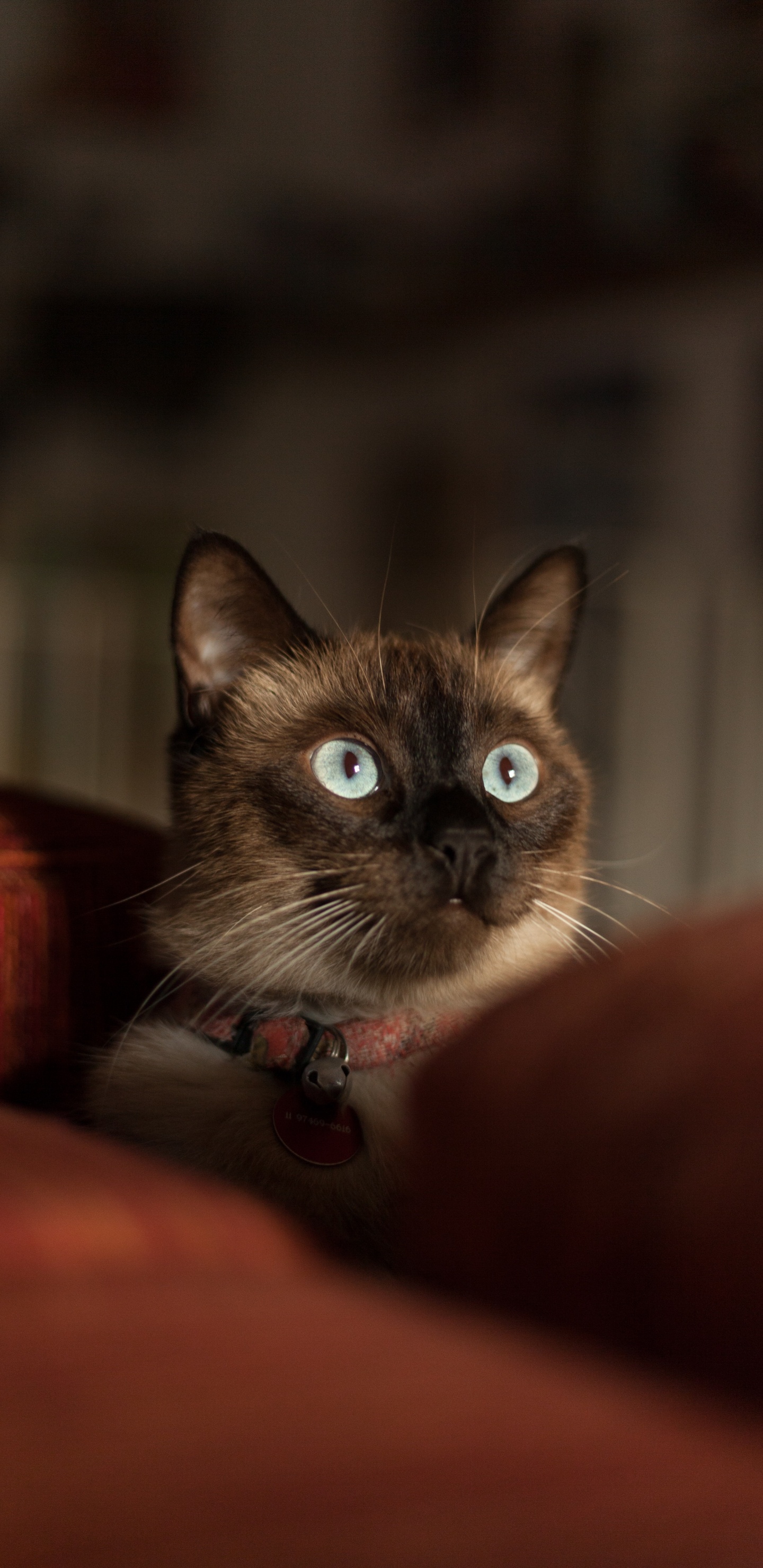 Brown and White Cat on Red Textile. Wallpaper in 1440x2960 Resolution