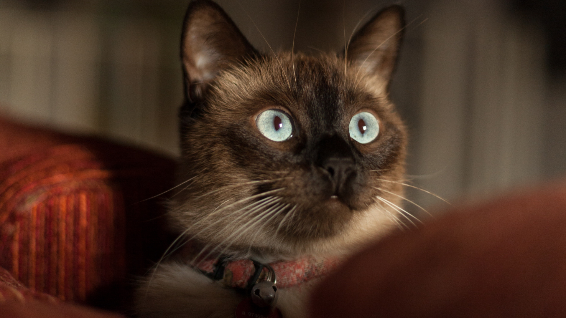 Brown and White Cat on Red Textile. Wallpaper in 1920x1080 Resolution