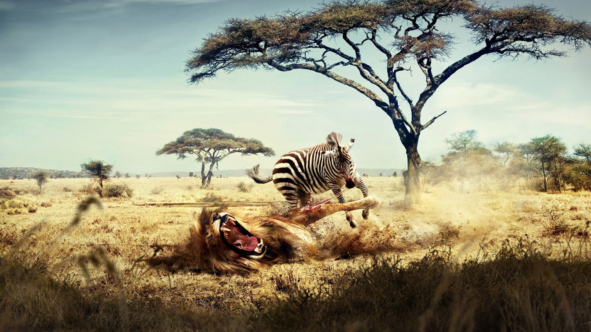 Zebra Auf Braunem Grasfeld Tagsüber. Wallpaper in 1920x1080 Resolution