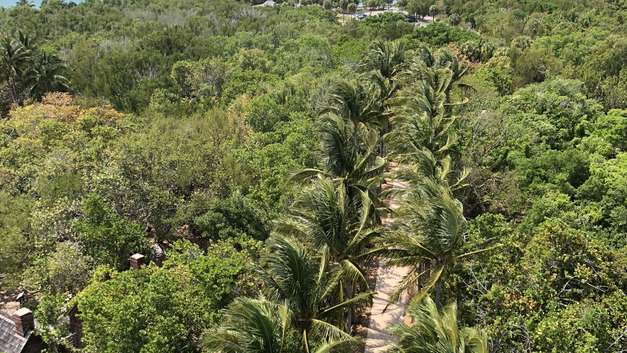 Végétation, Les Landes, Rainforest, Palmiers à Huile, Palmier. Wallpaper in 1280x720 Resolution