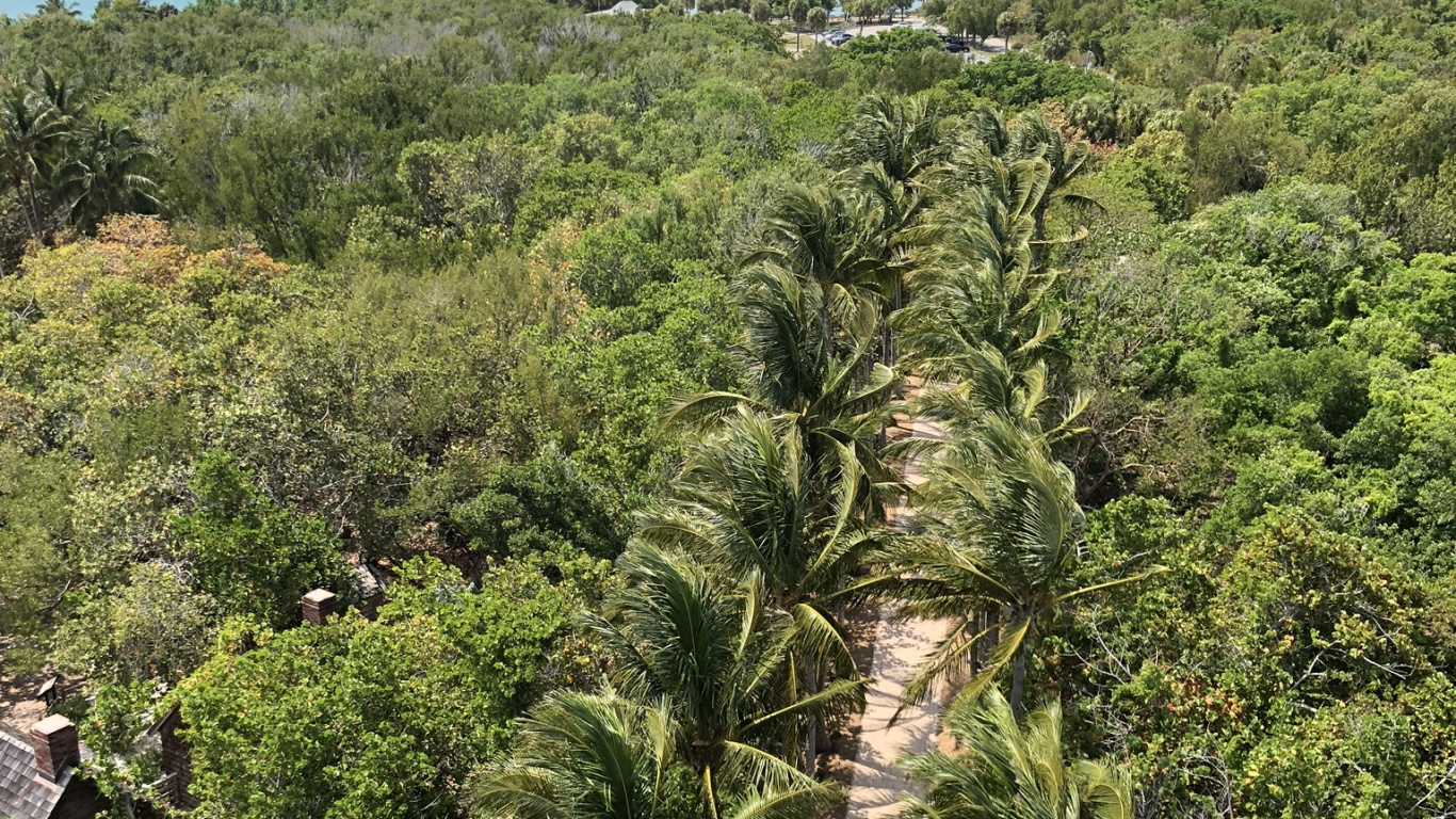 Vegetation, Shrubland, Rainforest, Oil Palms, Palm Trees. Wallpaper in 1366x768 Resolution
