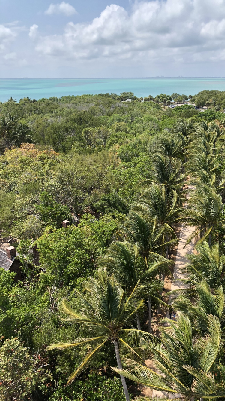 Vegetation, Shrubland, Rainforest, Oil Palms, Palm Trees. Wallpaper in 750x1334 Resolution