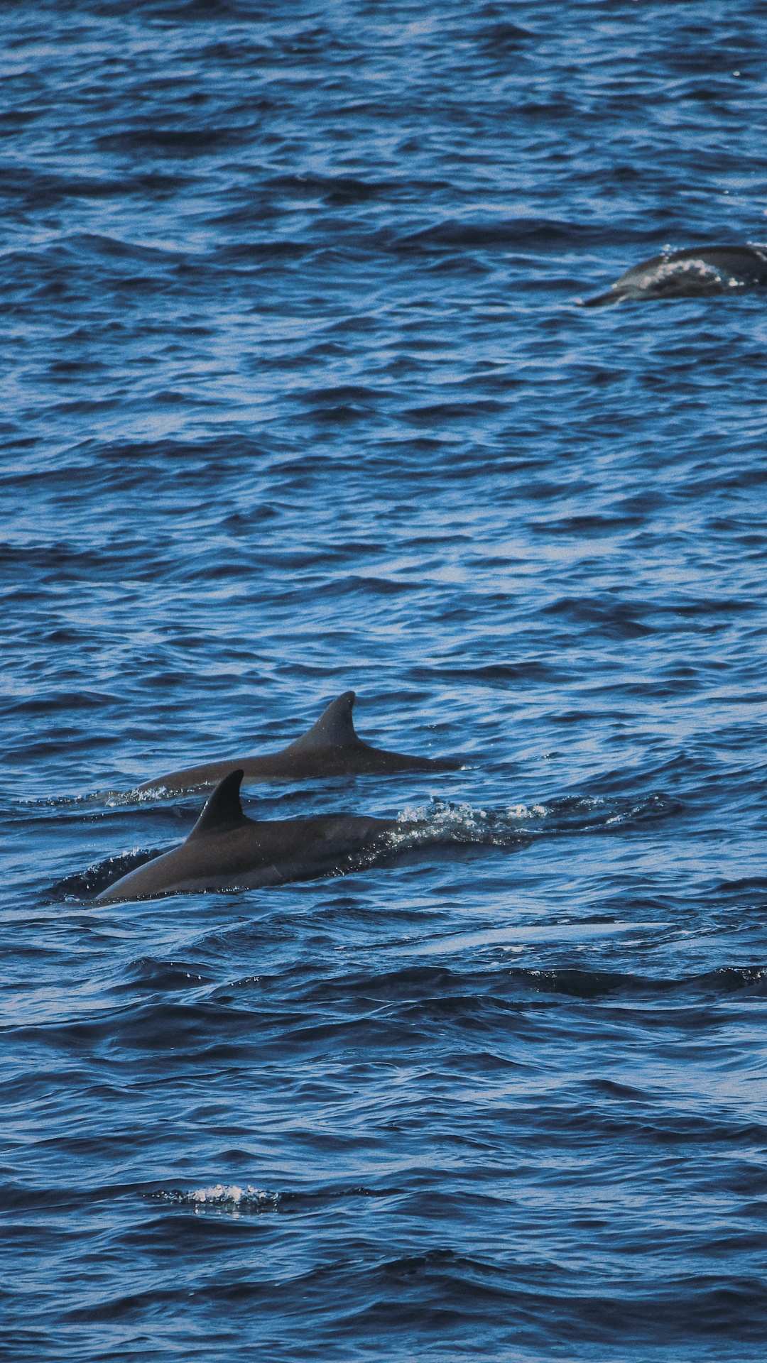 Dolphin, Agua, Biología Marina, Stenella, Cetacea. Wallpaper in 1080x1920 Resolution