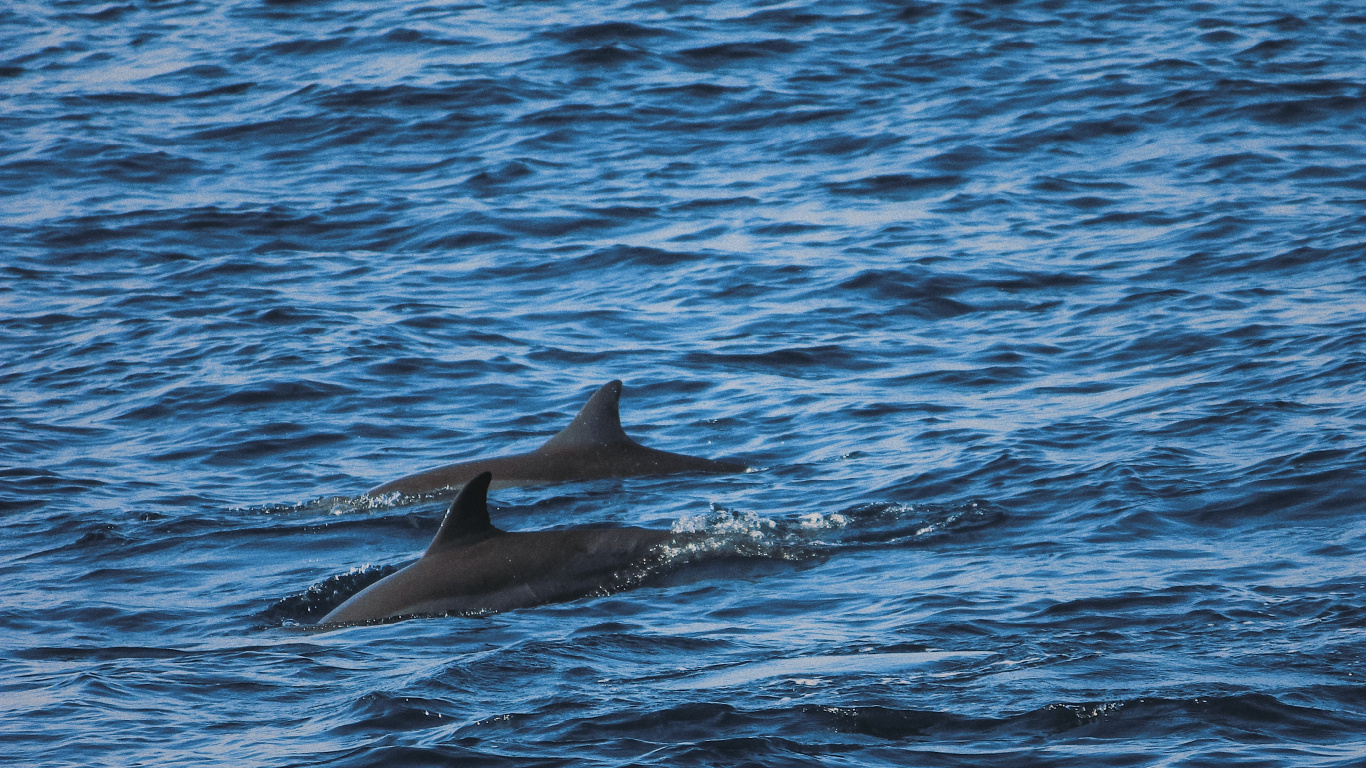 Dolphin, Agua, Biología Marina, Stenella, Cetacea. Wallpaper in 1366x768 Resolution